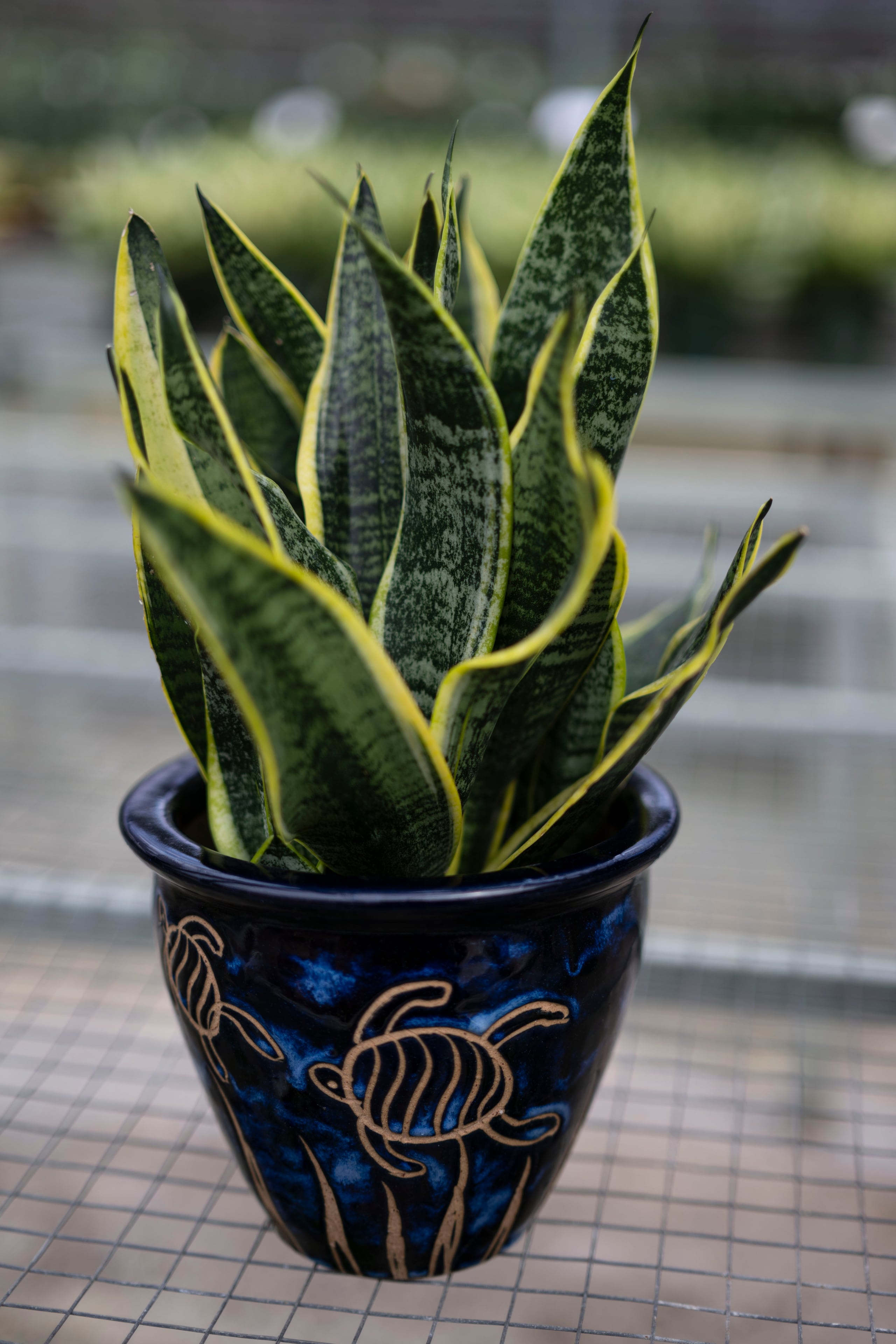 A la "sansevieria" le gustan los lugares iluminados.