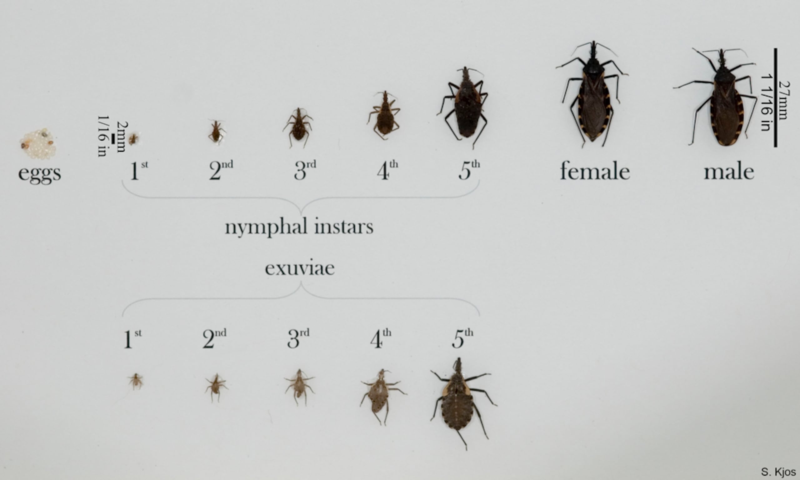 Varios insectos triatominos en todas sus etapas de vida, desde huevos hasta ninfas y adultos completamente desarrollados.