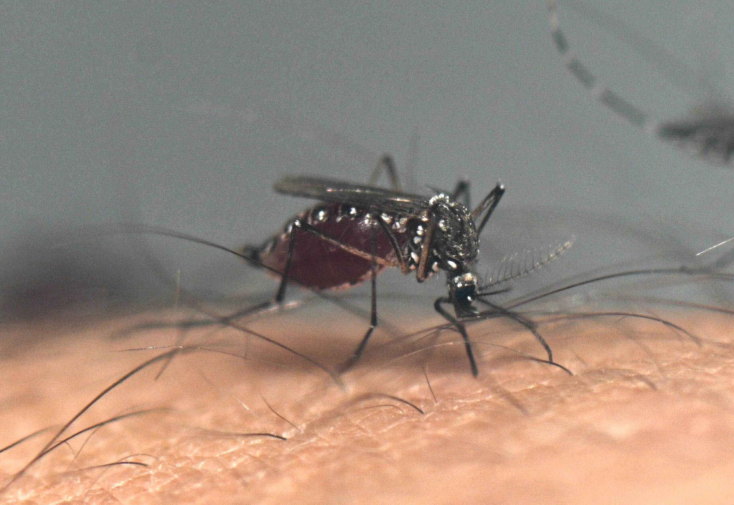 Los insecticidas y productos comerciales para repeler a los mosquitos son la opción preferida, pero pueden ser costosos, estar agotados o contribuir a la contaminación ambiental.