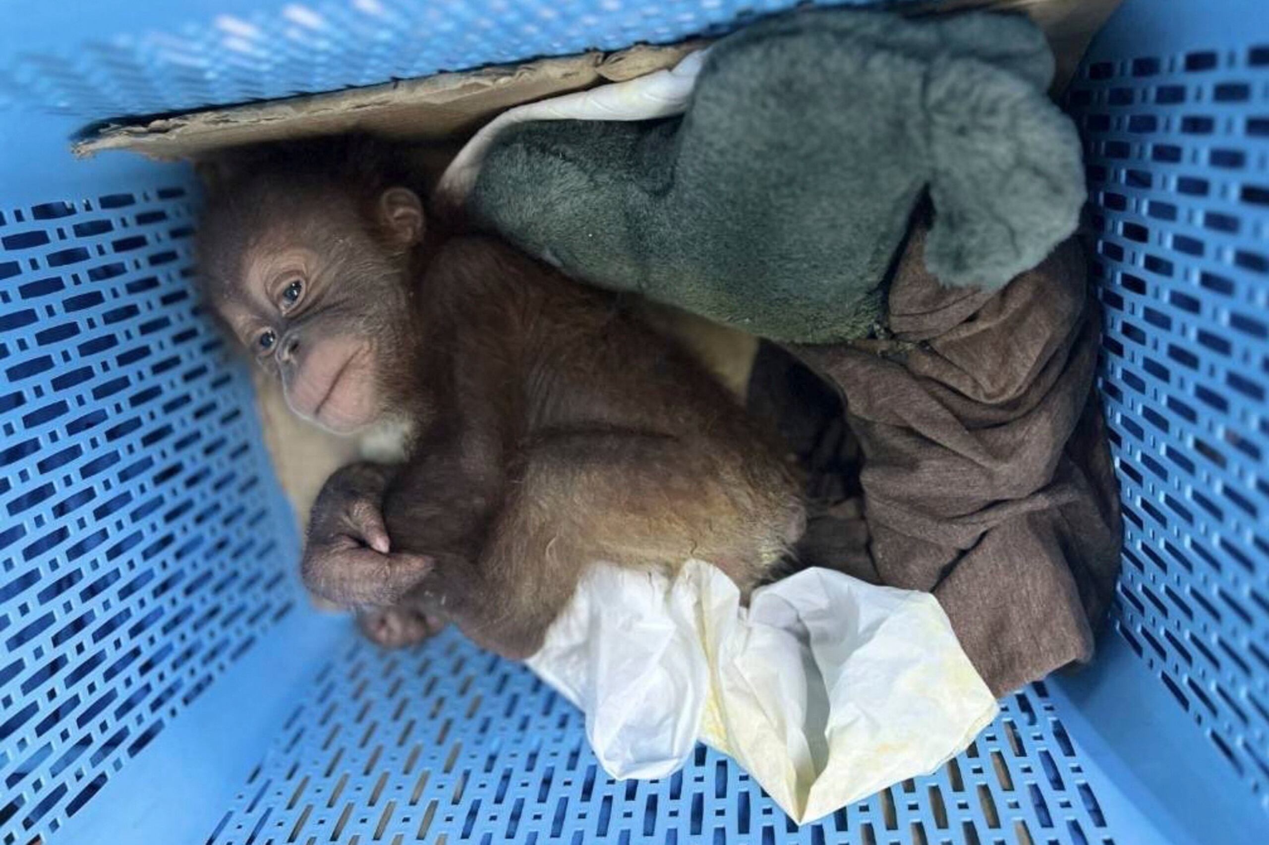 Fotografías publicadas por las autoridades muestran a las crías, llamadas Christopher y Stefan y que están ahora "bajo controles de salud", usando pañales y con biberones en las cajas en que eran transportados.
