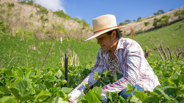 Plan del WFP: comida fresca a los escolares y progreso a los agricultores en Latinoamérica
