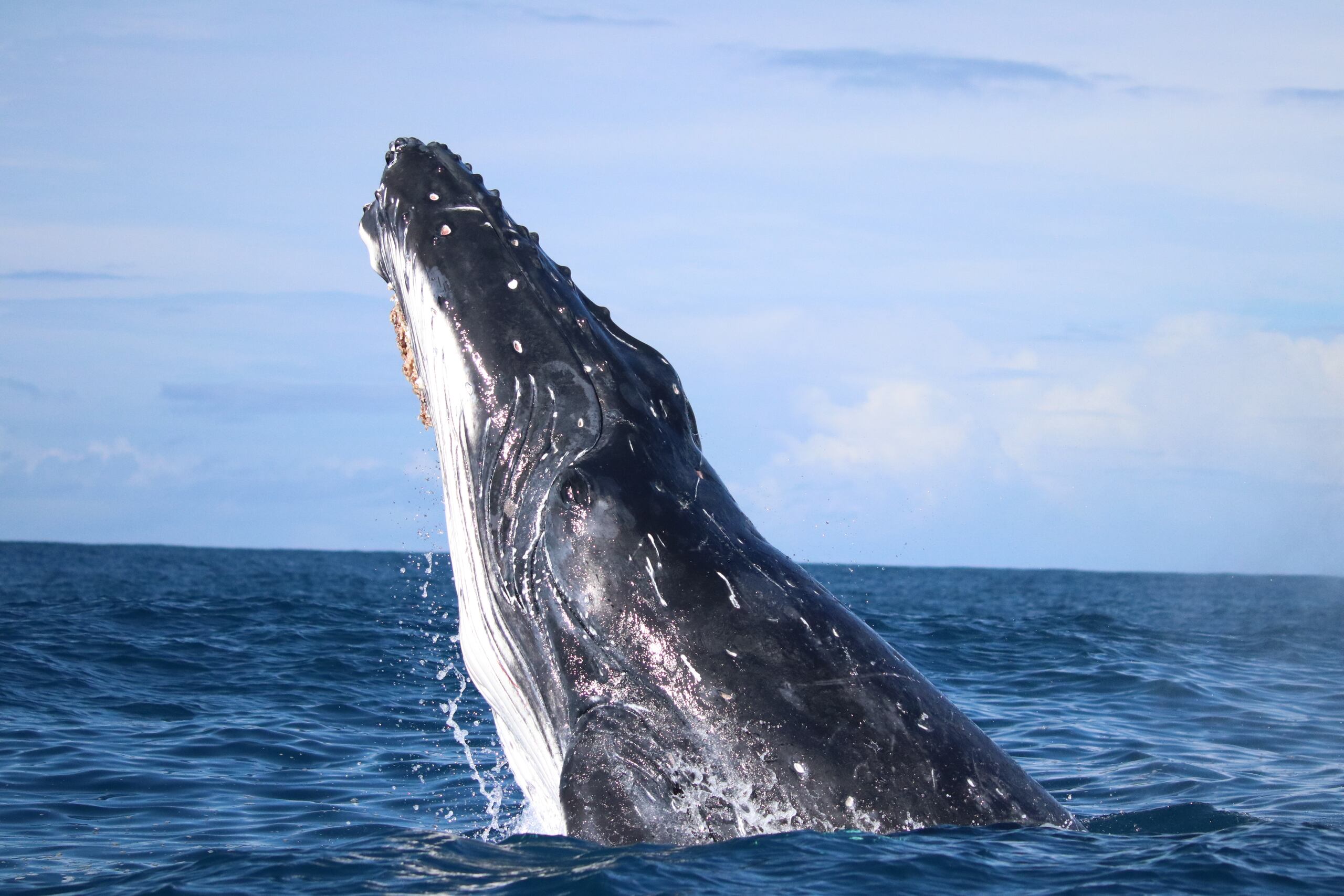 Las ballenas jorobadas que migran anualmente por la costa este de Australia fueron más felices durante el primer año de la pandemia del COVID-19, cuando el país oceánico aplicó estrictas medidas de confinamiento a su población, reveló un estudio científico publicado este viernes. La investigación realizada por científicos de la Universidad de Queensland se apoyó en imágenes tomadas por drones y las muestras de grasa extraídas de varios ejemplares de ballenas jorobadas que transitaron en las aguas cercanas a la Isla North Stradbroke, a unos 100 kilómetros del sur de la ciudad de Brisbane. En la imagen, una ballena jorobada saliendo del mar. (EFE/University of Queensland/Dana Cusano /SOLO USO EDITORIAL/SOLO DISPONIBLE PARA ILUSTRAR LA NOTICIA QUE ACOMPAÑA CRÉDITO OBLIGATORIO)