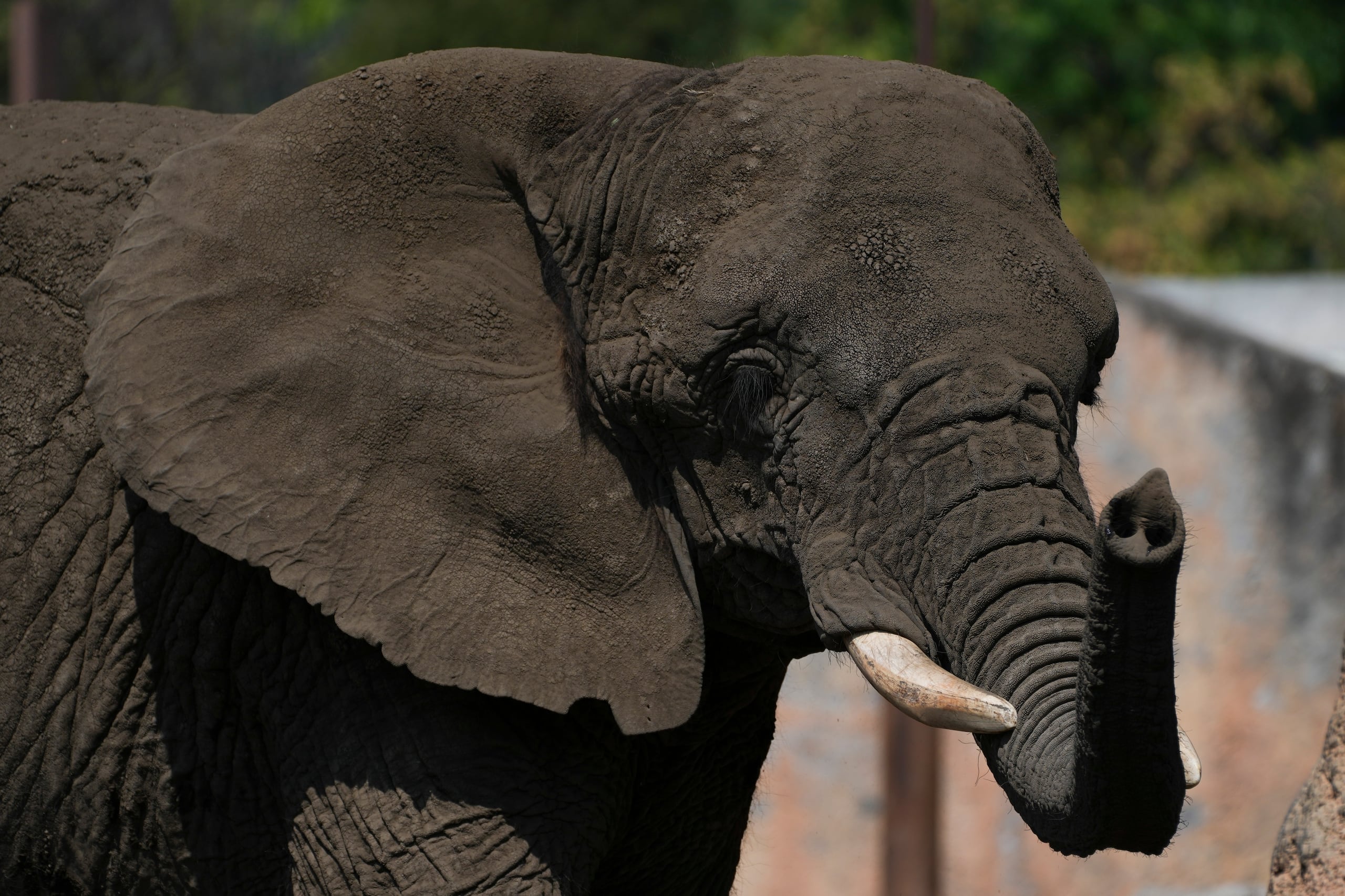 La elefanta Ely en cautividad en el zoo San Juan de Aragón en Ciudad de México, el viernes 21 de febrero de 2025. La Suprema corte de México concedió un amparo el miércoles 26 de febrero al animal para que mejore su situación y su salud, tras denuncias de activistas. (AP Foto/Marco Ugarte)