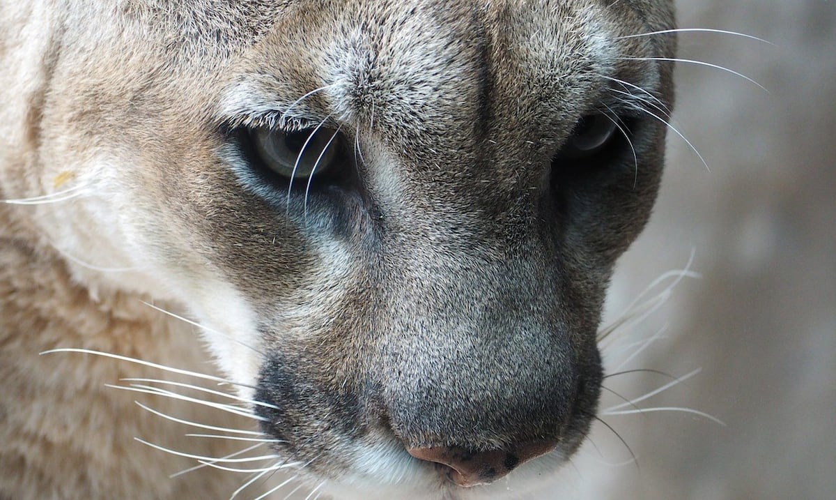 Mujer muere en ataque de puma en Colorado, el primero en 25 años