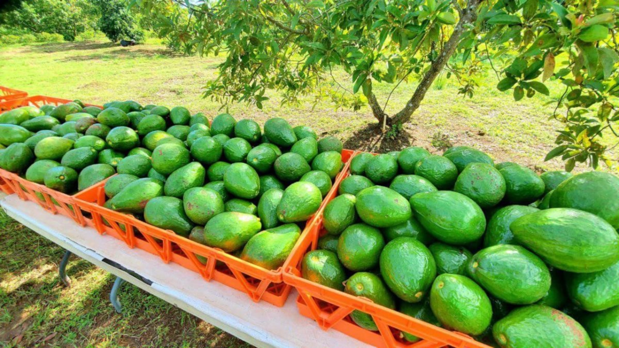 Los aguacates son considerados oro verde en esa región de México, donde los cárteles de drogas suelen extorsionar a los agricultores que los producen.