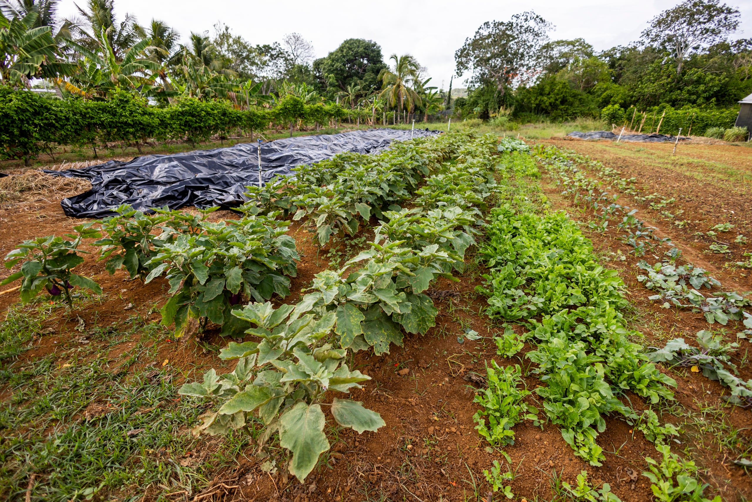 La Finca Orgánica Mi Casa se especializa en una variedad de frutos menores y rápidos en cosecha.