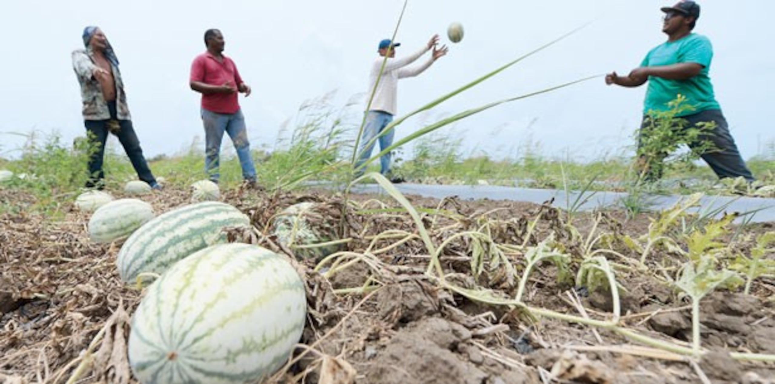 Una declaración de desastre proveería mayor atención al problema de sequía en la isla y haría disponibles préstamos federales de emergencia para los agricultores y ganaderos afectados. (Archivo)