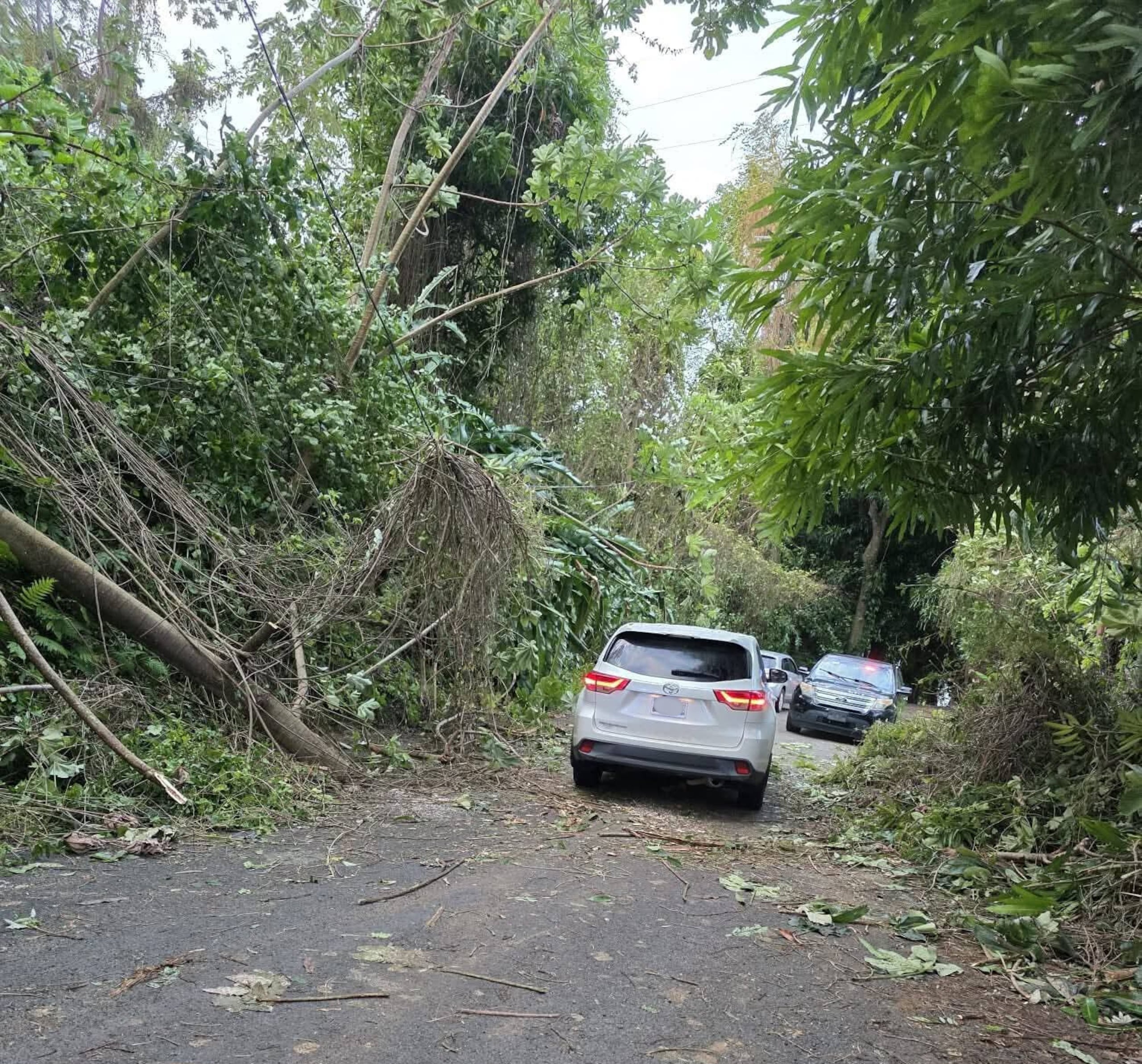 Árboles caídos en San Germán por el mal tiempo.