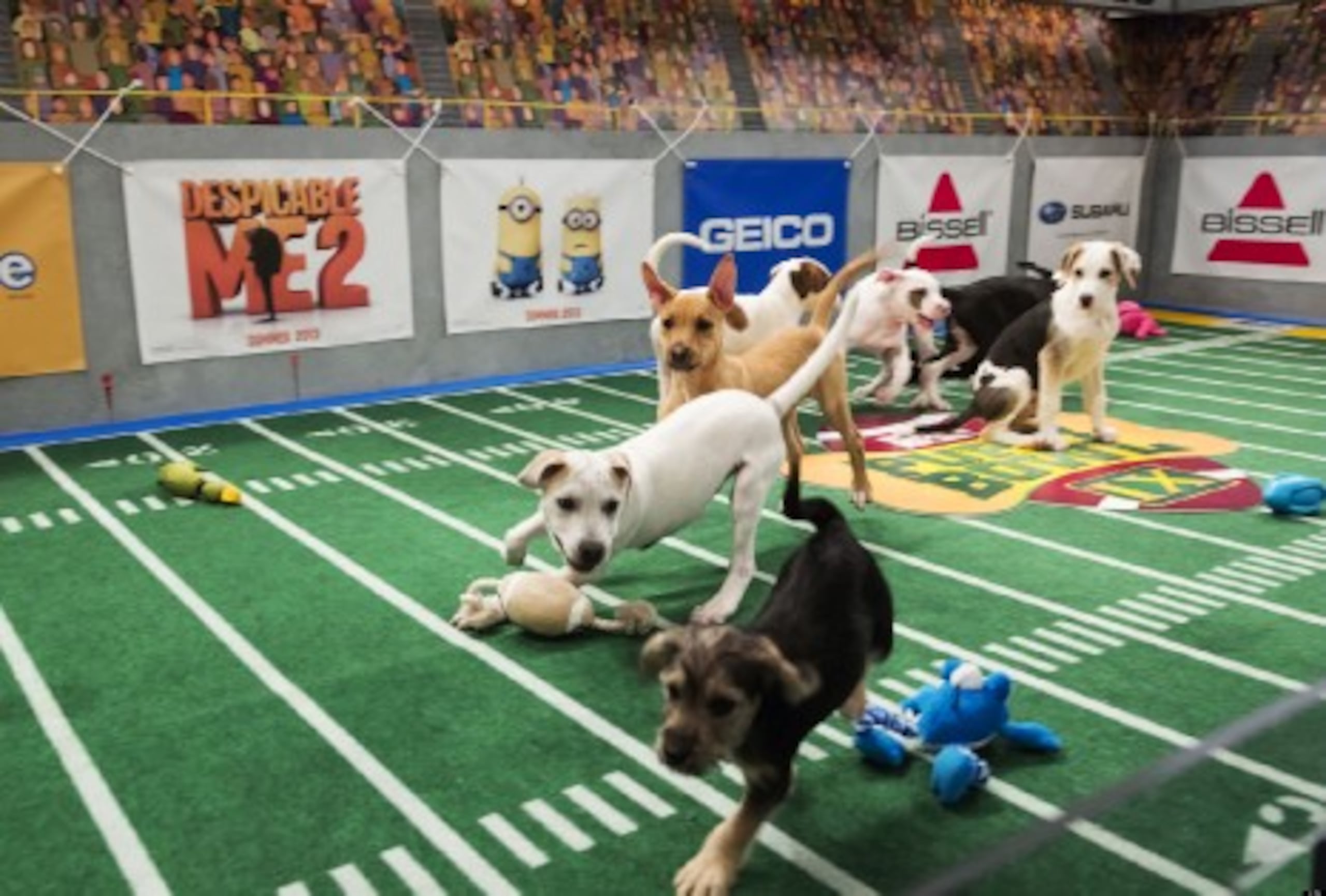 Dos perritas rescatadas en Yabucoa brillarán mañana en un divertido Super Bowl canino <font color="yellow">(Primera Hora)</font>