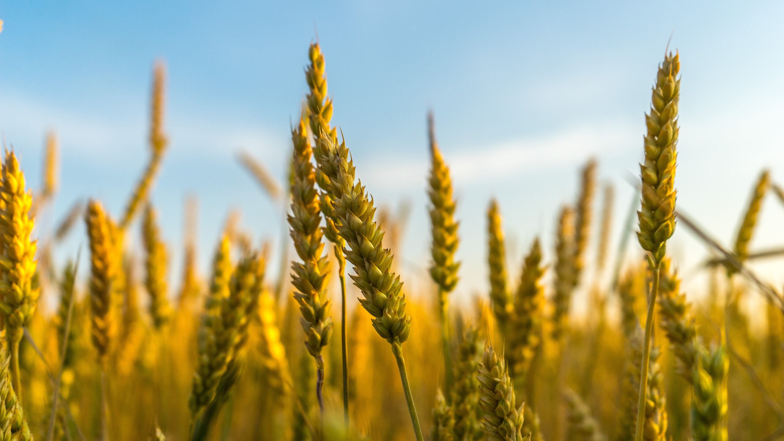 Los productos que contienen trigo, cebada, centeno y, en algunos casos, avena, están prohibidos para quienes tienen intolerancia al gluten. (Ant Rozetsky / Unsplash)