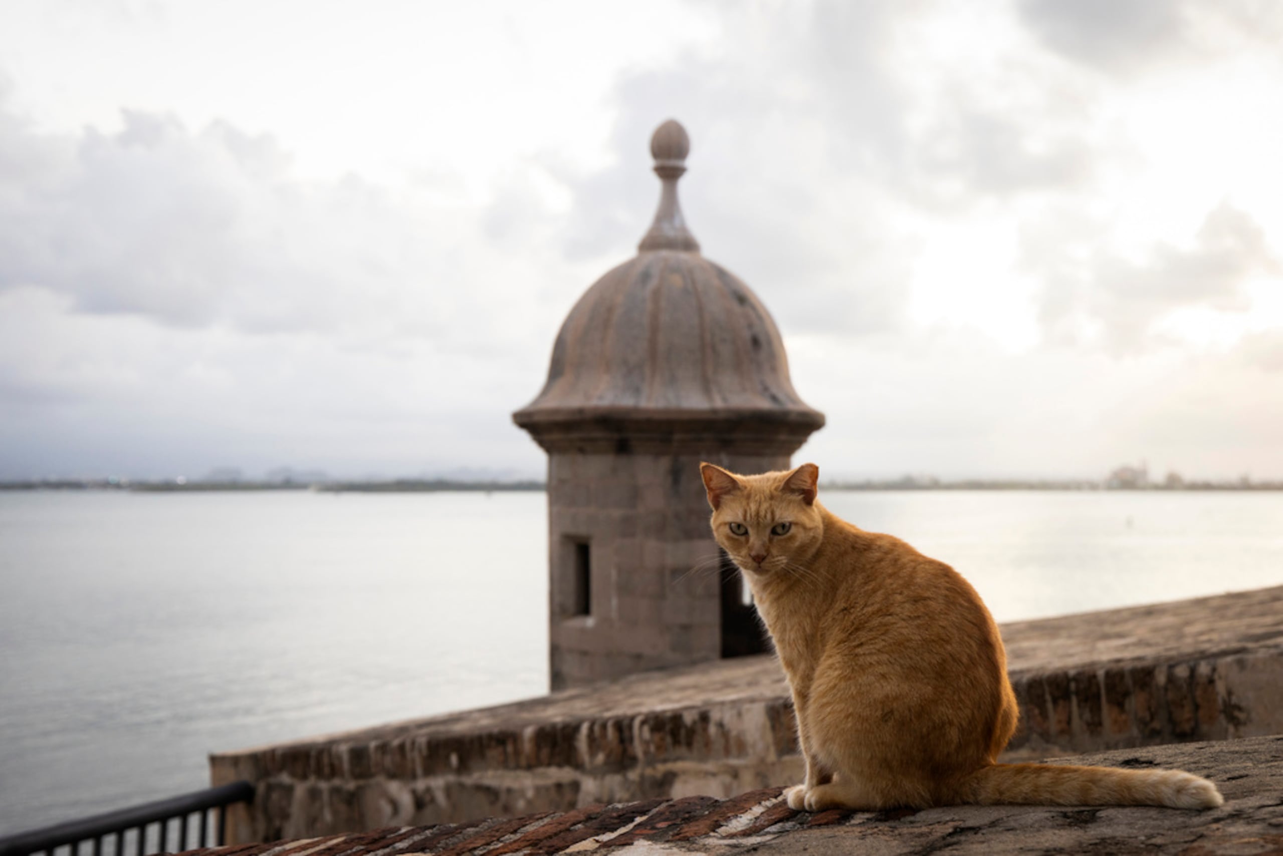 Se cree que algunos son descendientes de gatos de la época colonial, mientras que otros fueron llevados a la capital por la legendaria alcaldesa de San Juan, Felisa Rincón de Gautier, para matar a las ratas a mediados del siglo XX.