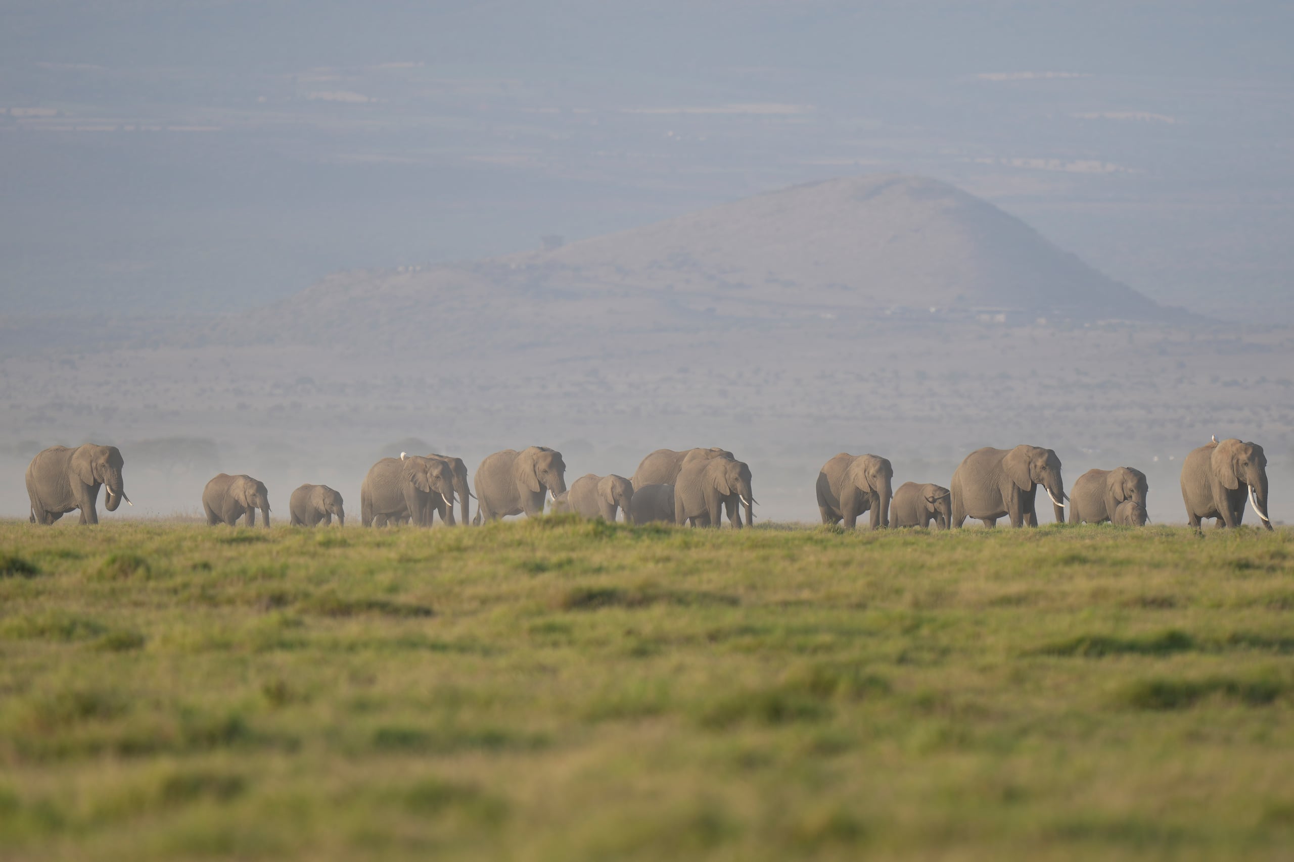 Una manada de elefantes en el Parque Nacional Amboseli, el 12 de febrero de 2026, en Kajiado, Kenia. (AP Foto/Brian Inganga, Archivo)
