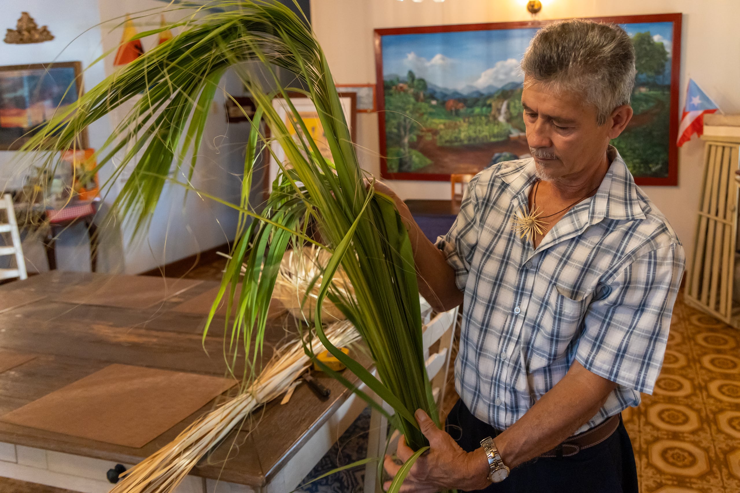 López Díaz muestra las hojas de la palma de yarey, que es la que se utiliza para la confeccion de las pavas.