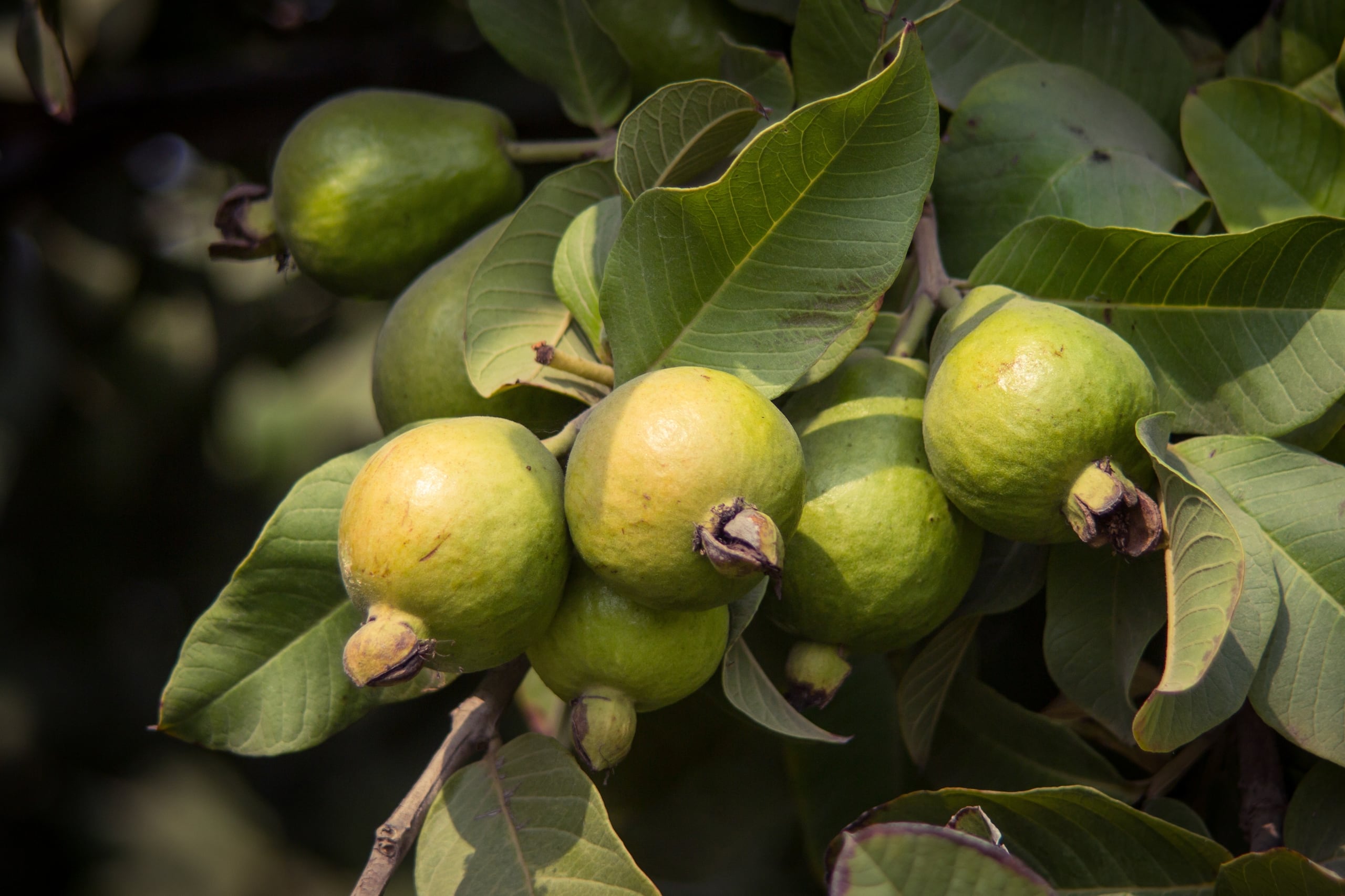 Las hojas de guayaba también son una fuente rica en nutrientes, vitaminas, minerales y fitoquímicos.