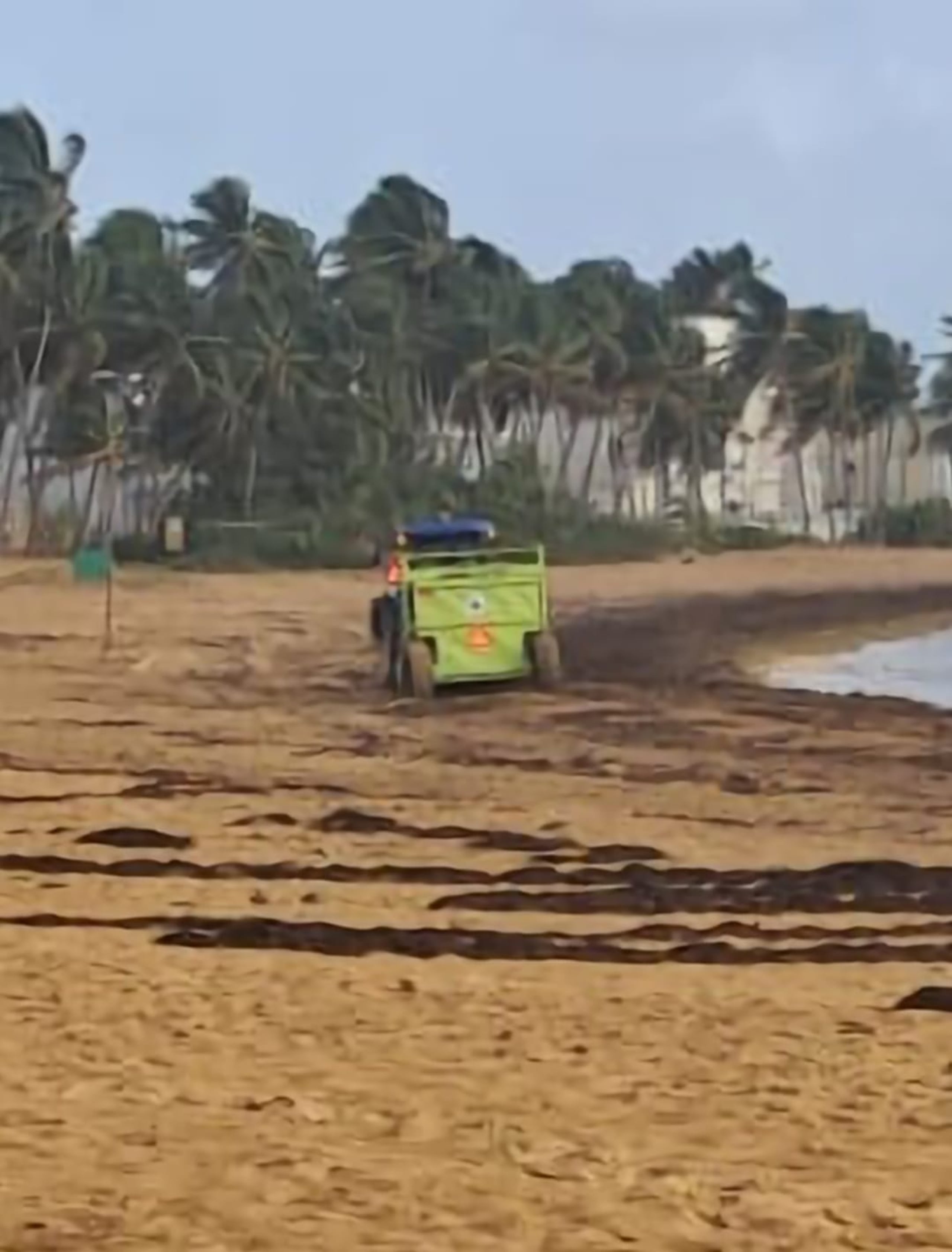 El sargazo es una alga marina marrón del género Sargassum.