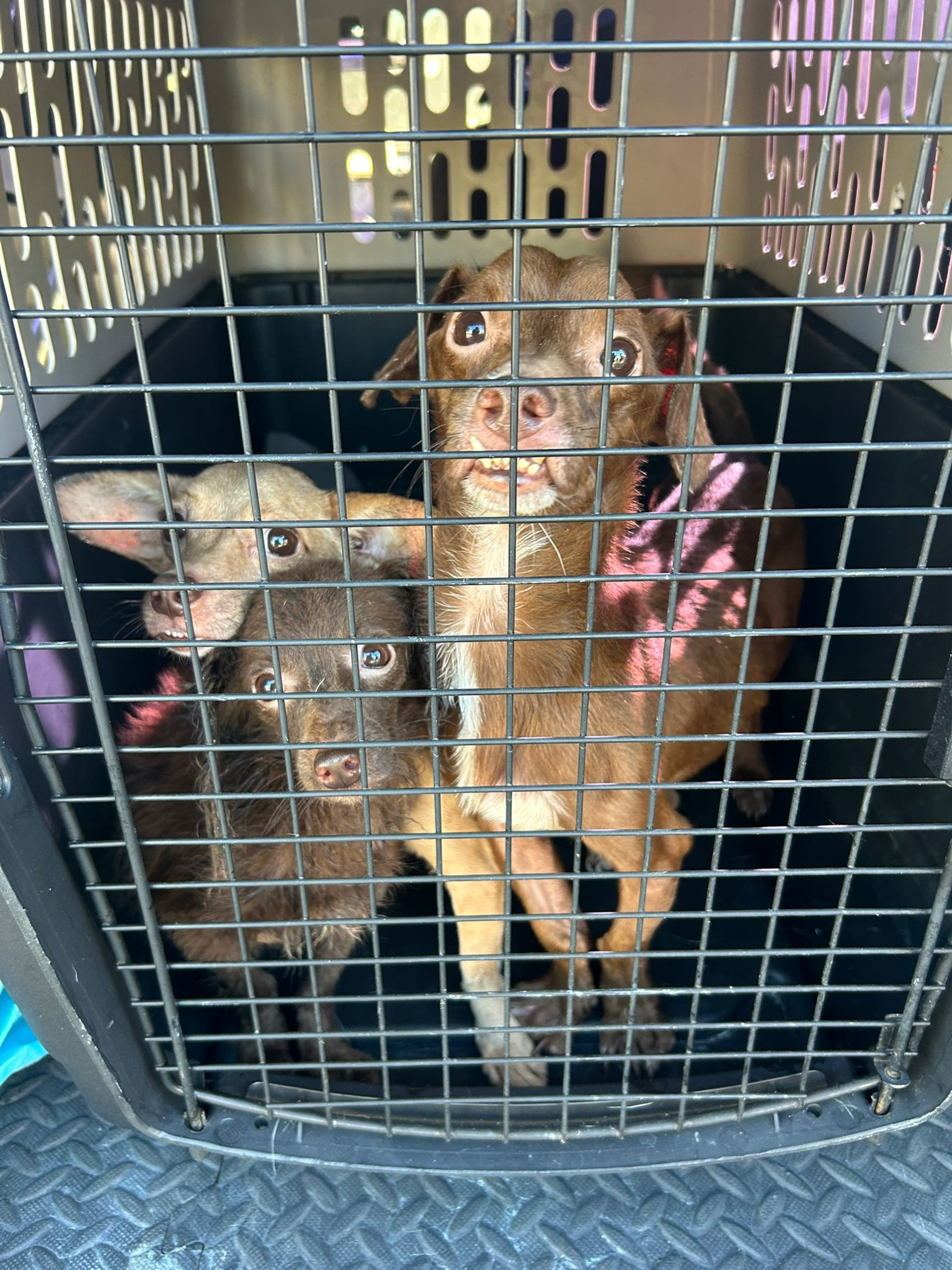 Al momento del allanamiento que fue diligenciado mediante una orden expedida por la jueza Marieli Paradizo Pérez, no había ocupantes y al abrir el baño se encontraron con los perritos sin alimento y “esqueléticos”.