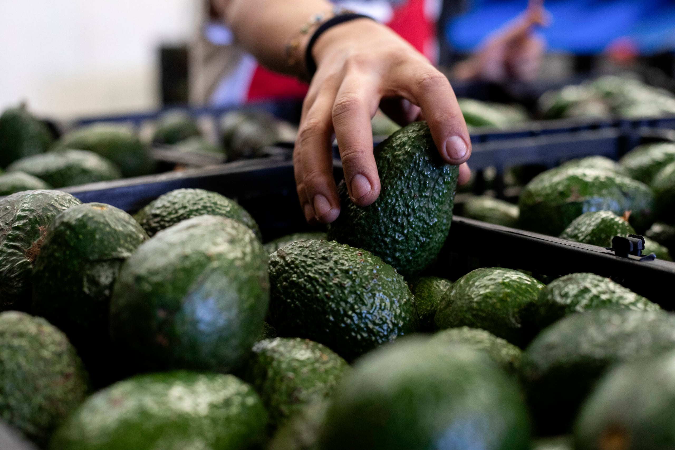 Una mala técnica al cortar el aguacate puede provocar heridas profundas en las manos.