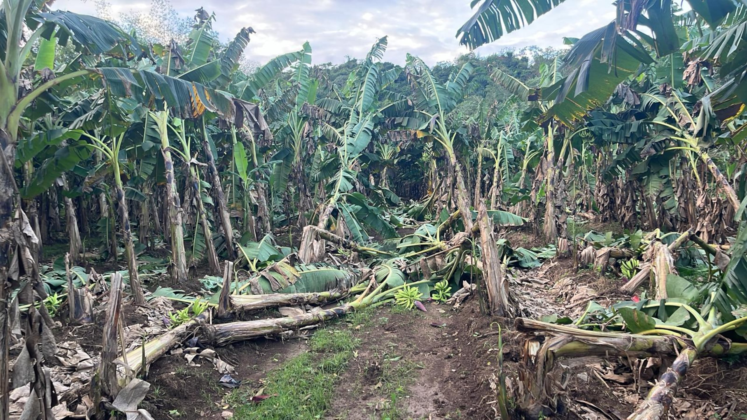 Así quedaron las matas de plátanos afectadas por las lluvias.