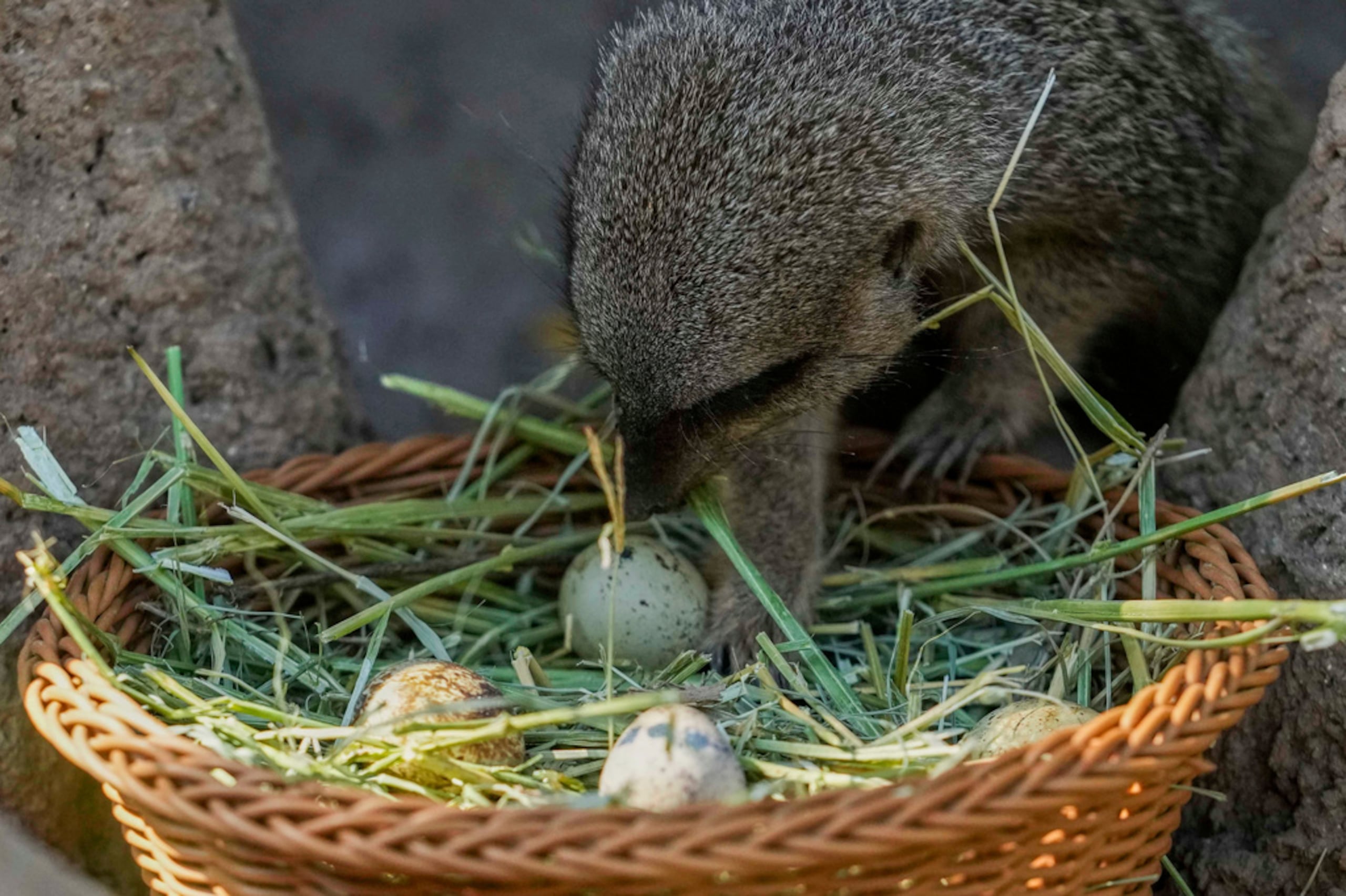 Una suricata inspecciona una canasta con dulces con forma de huevo de Pascua en el zoológico Buinzoo, el domingo 5 de abril de 2026, en Santiago de Chile. (AP Foto/Esteban Félix)