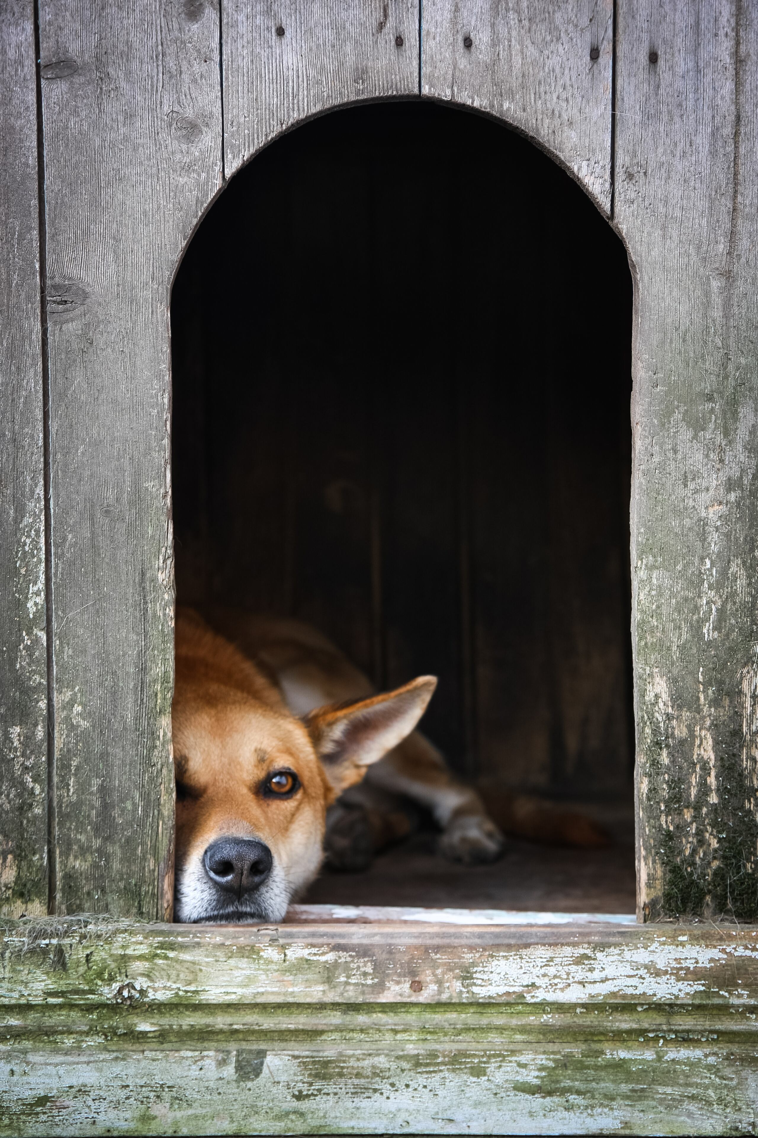 La presencia de parásitos puede provocar un infarto en perros.