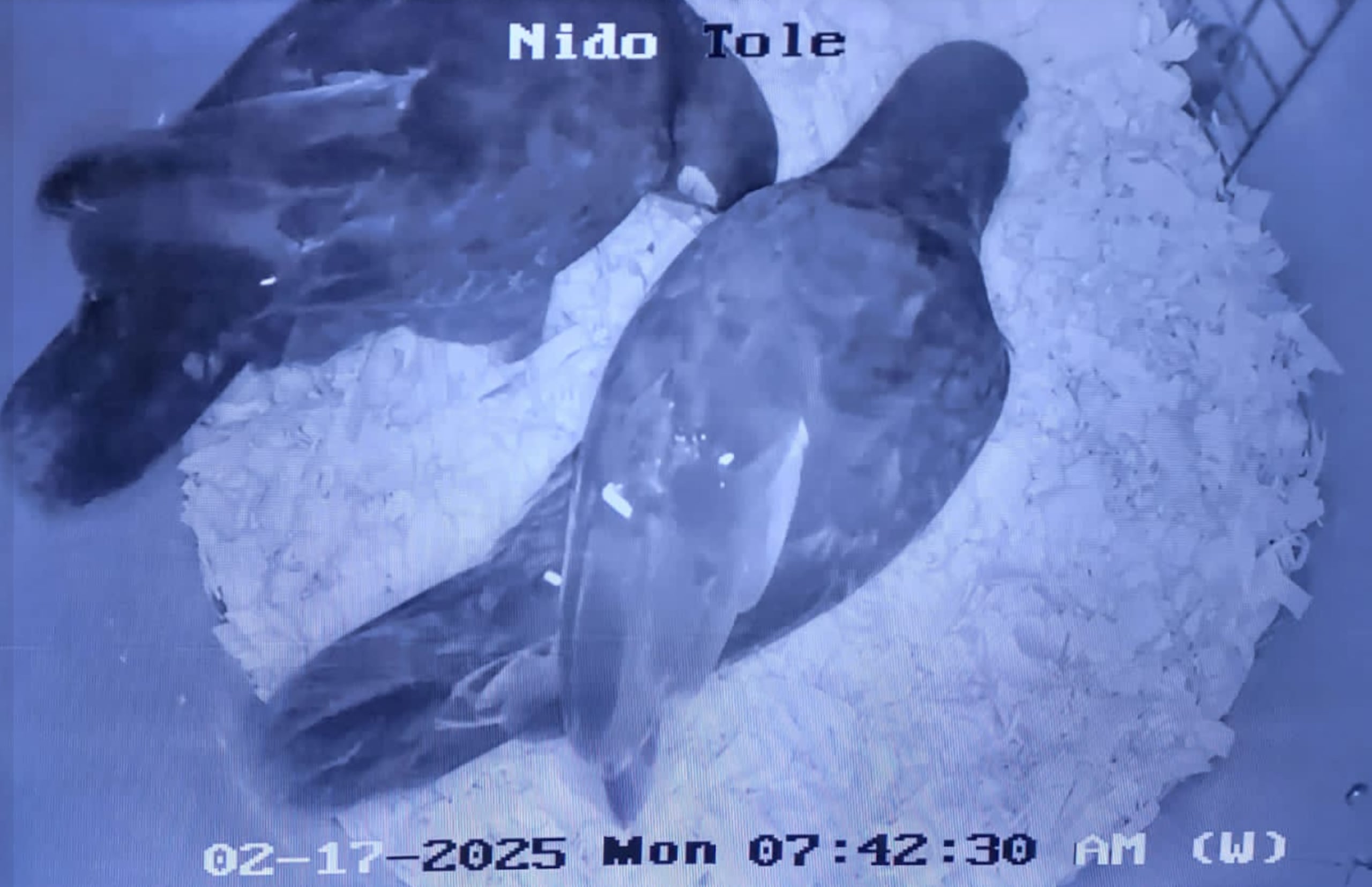 Dos cotorras entran a un nido y fueron captadas el pasado 17 de febrero.