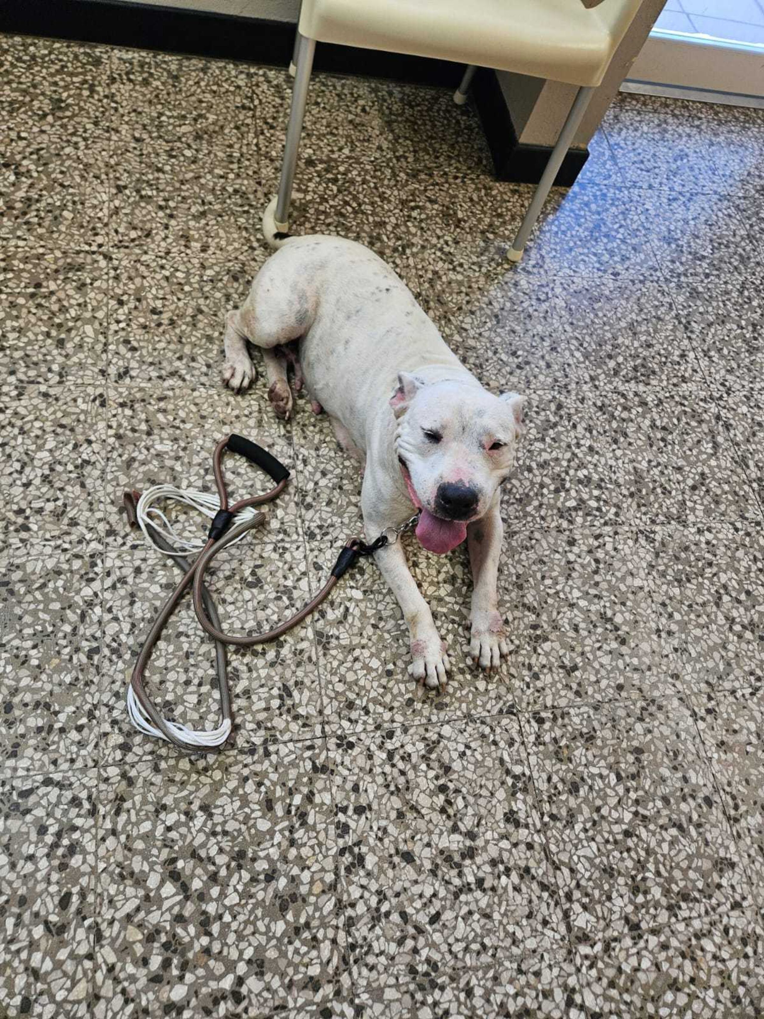 El perro se encuentra en una clínica veterinaria recibiendo atención médica.