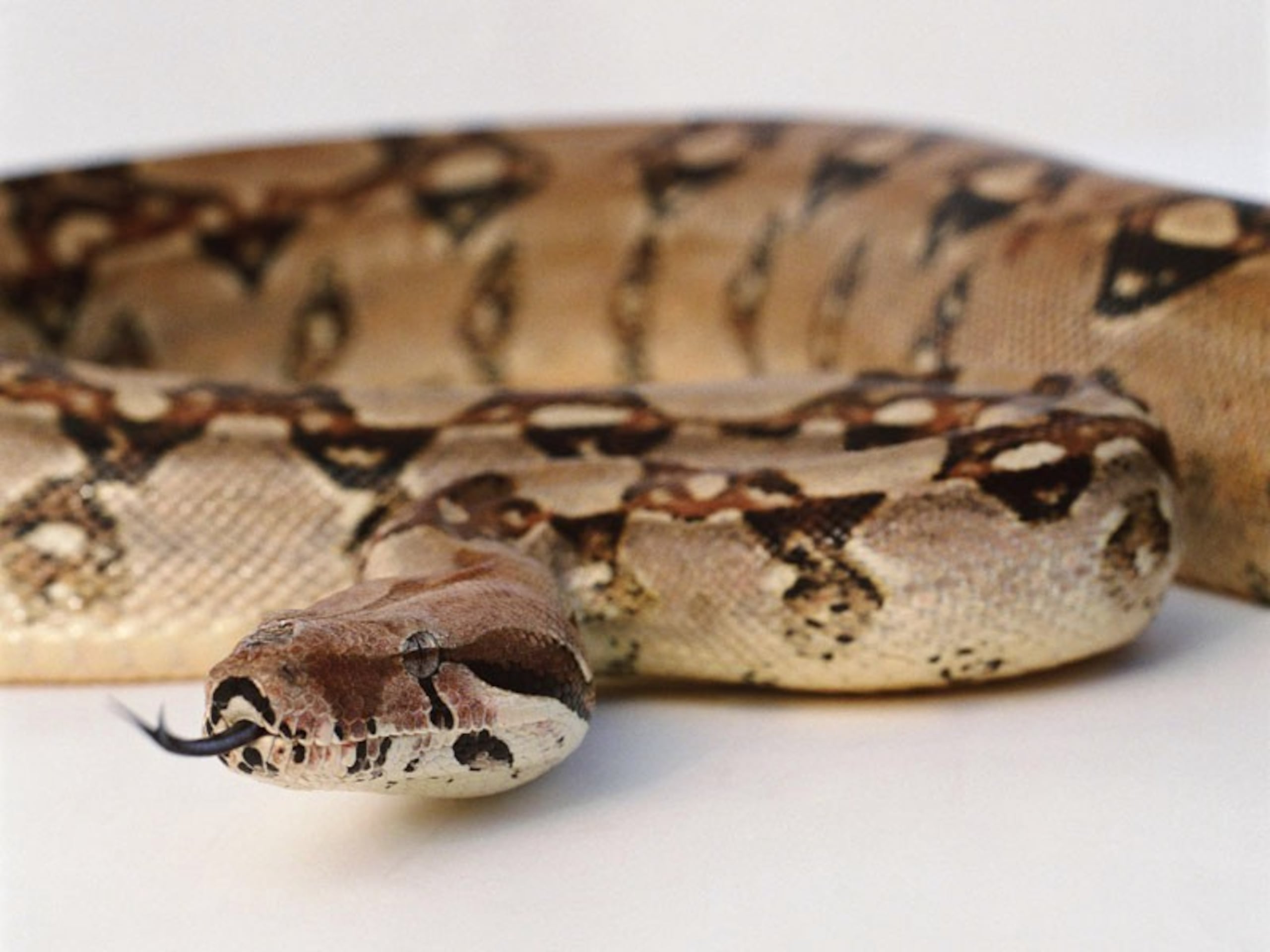 Boa constrictora – Natural de Suramérica. Está muy bien establecida y representa una amenaza para la boa puertorriqueña, especie en peligro de extinción. (Archivo)