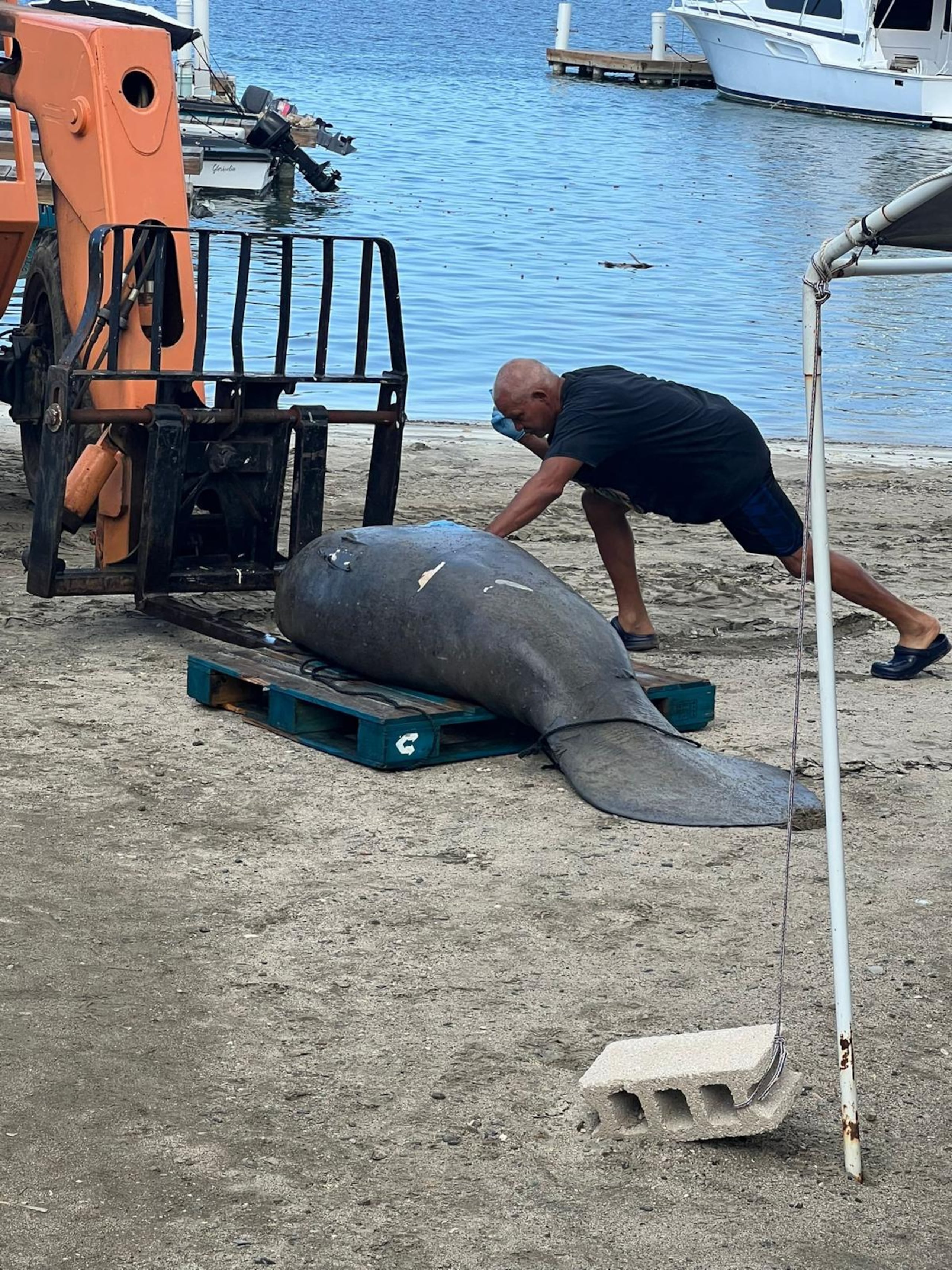 El impacto de la hélice destrozó el riñón izquierdo del manatí, le causó laceraciones en el riñón y pulmón derecho y le dislocó la columna vertebral.