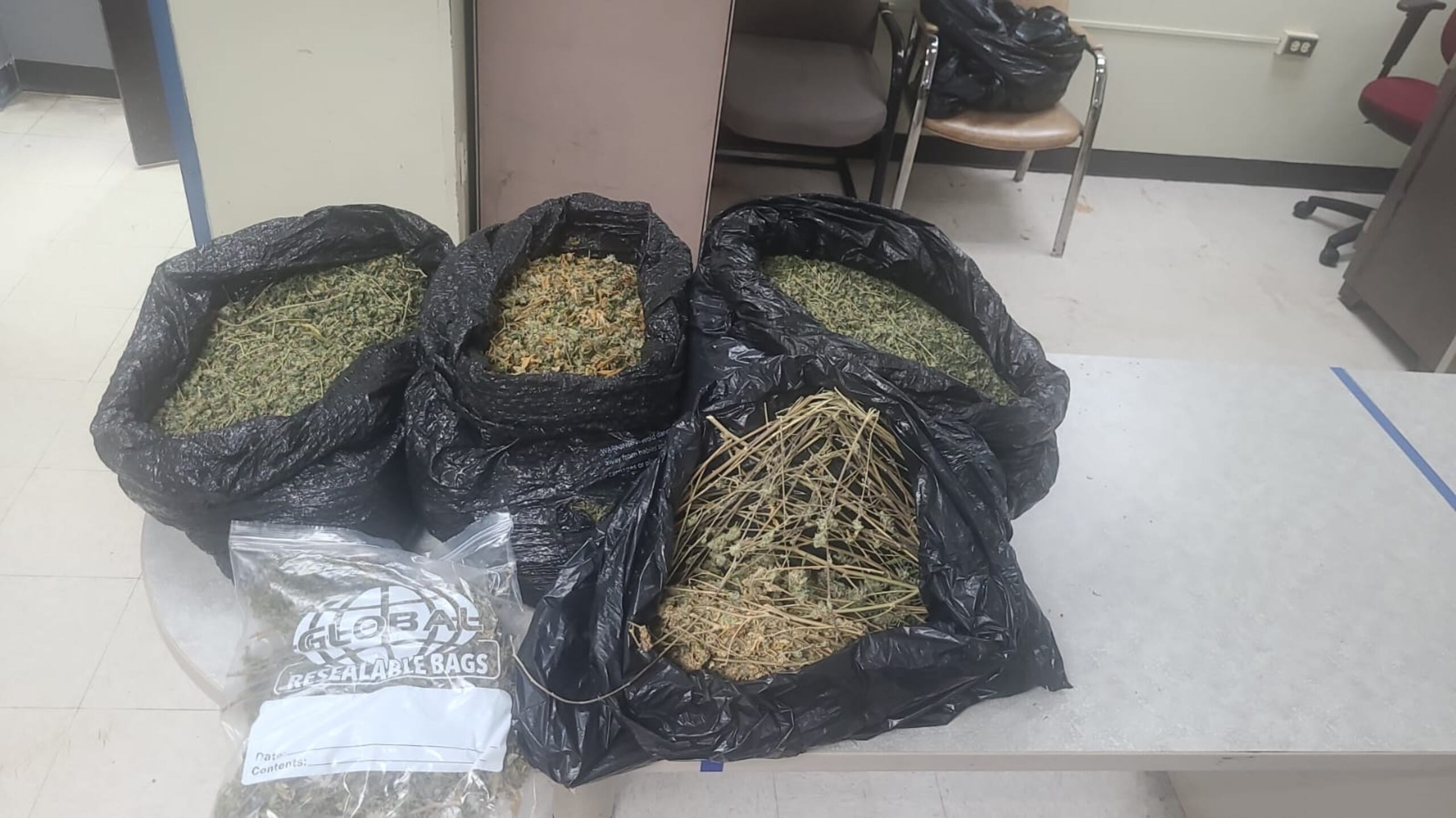 Un invernadero de marihuana fue ocupado por agentes de la División de Drogas y Narcóticos, en una residencia ubicada en el barrio Domingo Ruiz, en Arecibo.