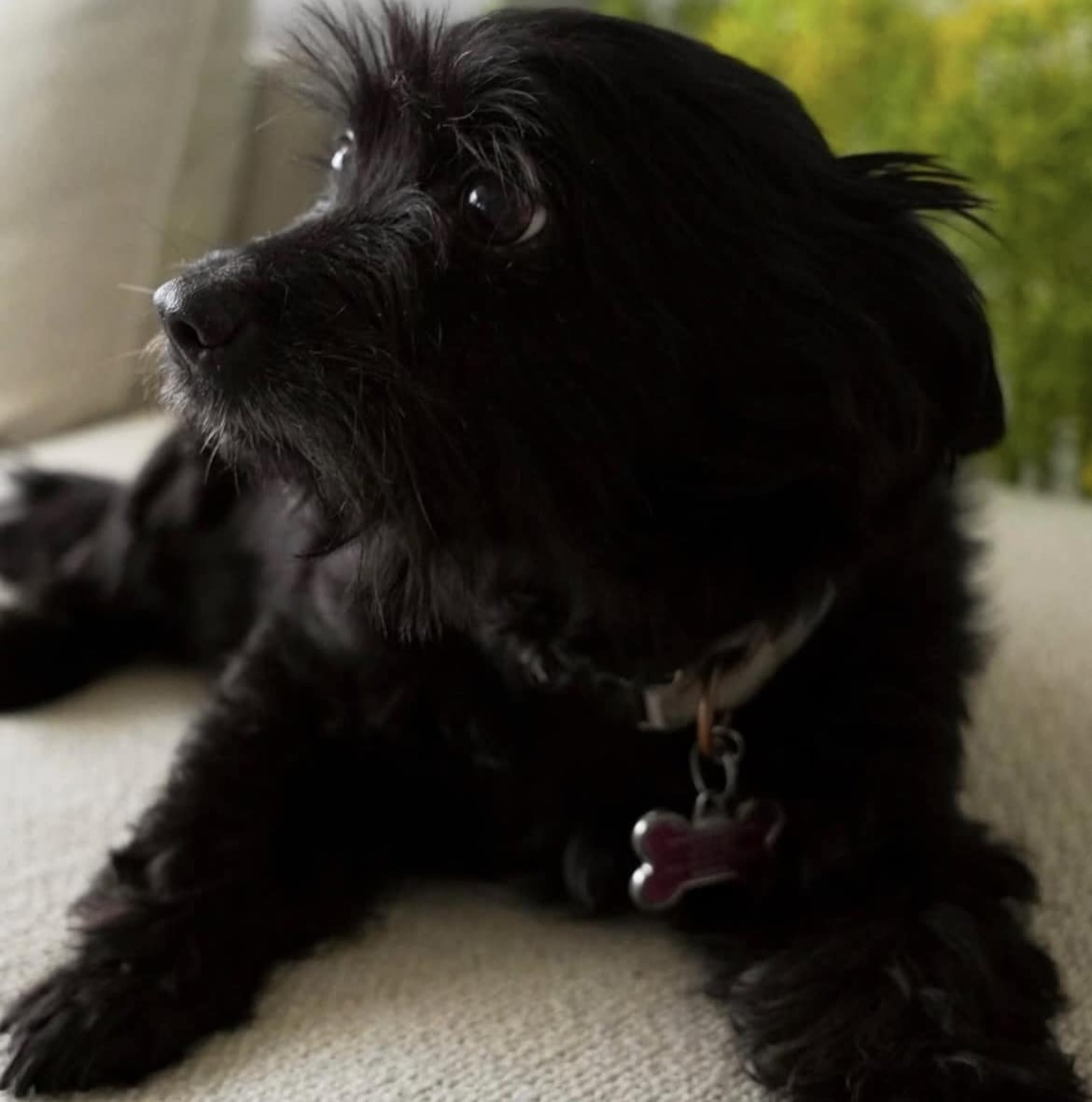 Gala, la mascota de Uka Green