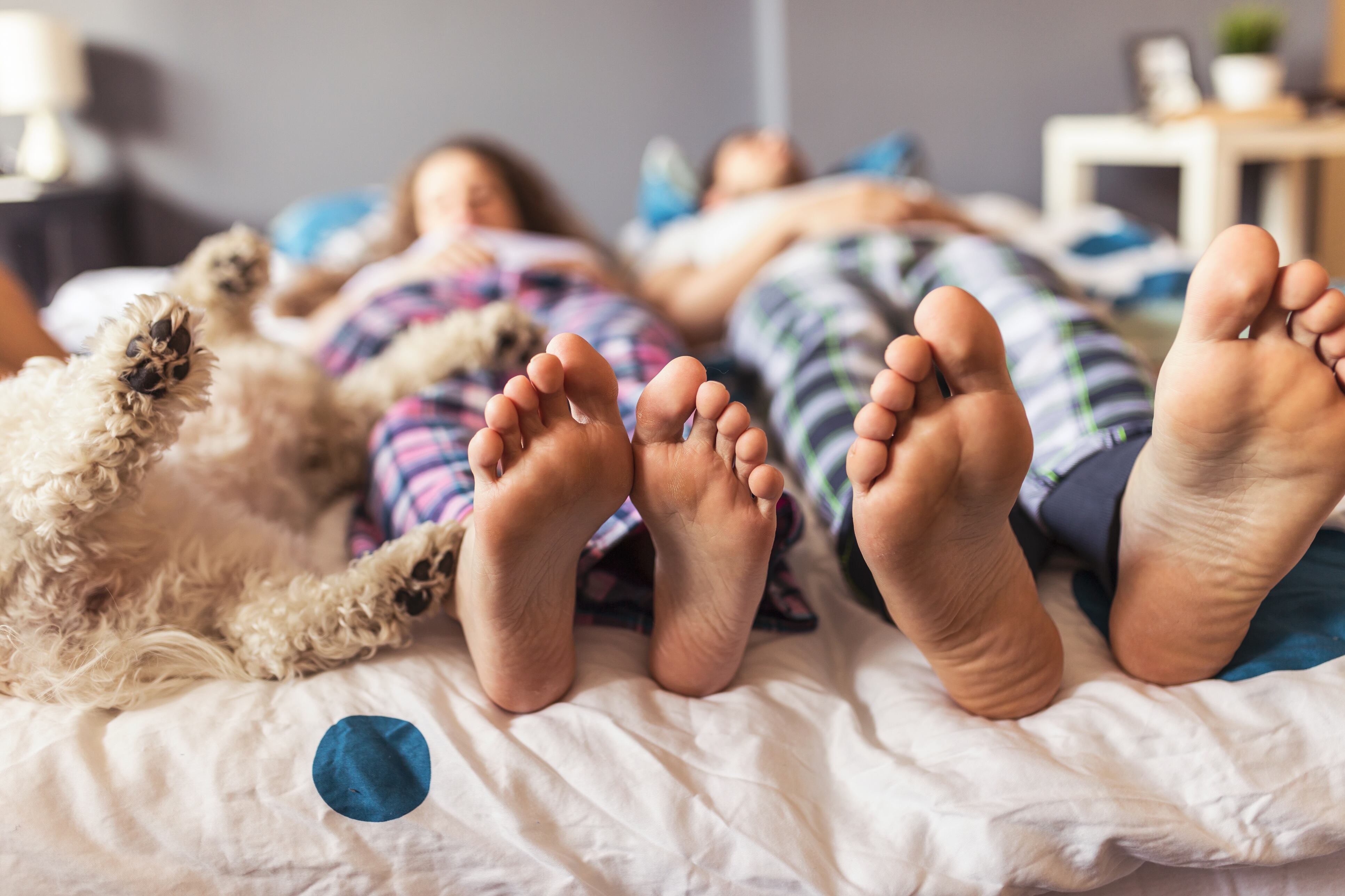 Imagen de la cobertura de: Dormir con tu mascota: posibles beneficios y riesgos