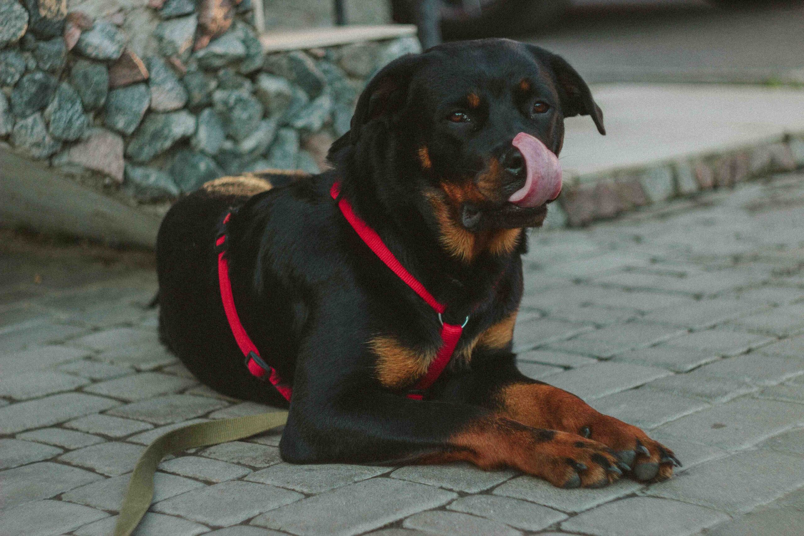 Los cuatro caninos eran de la raza Rottweiler. (Pexels)