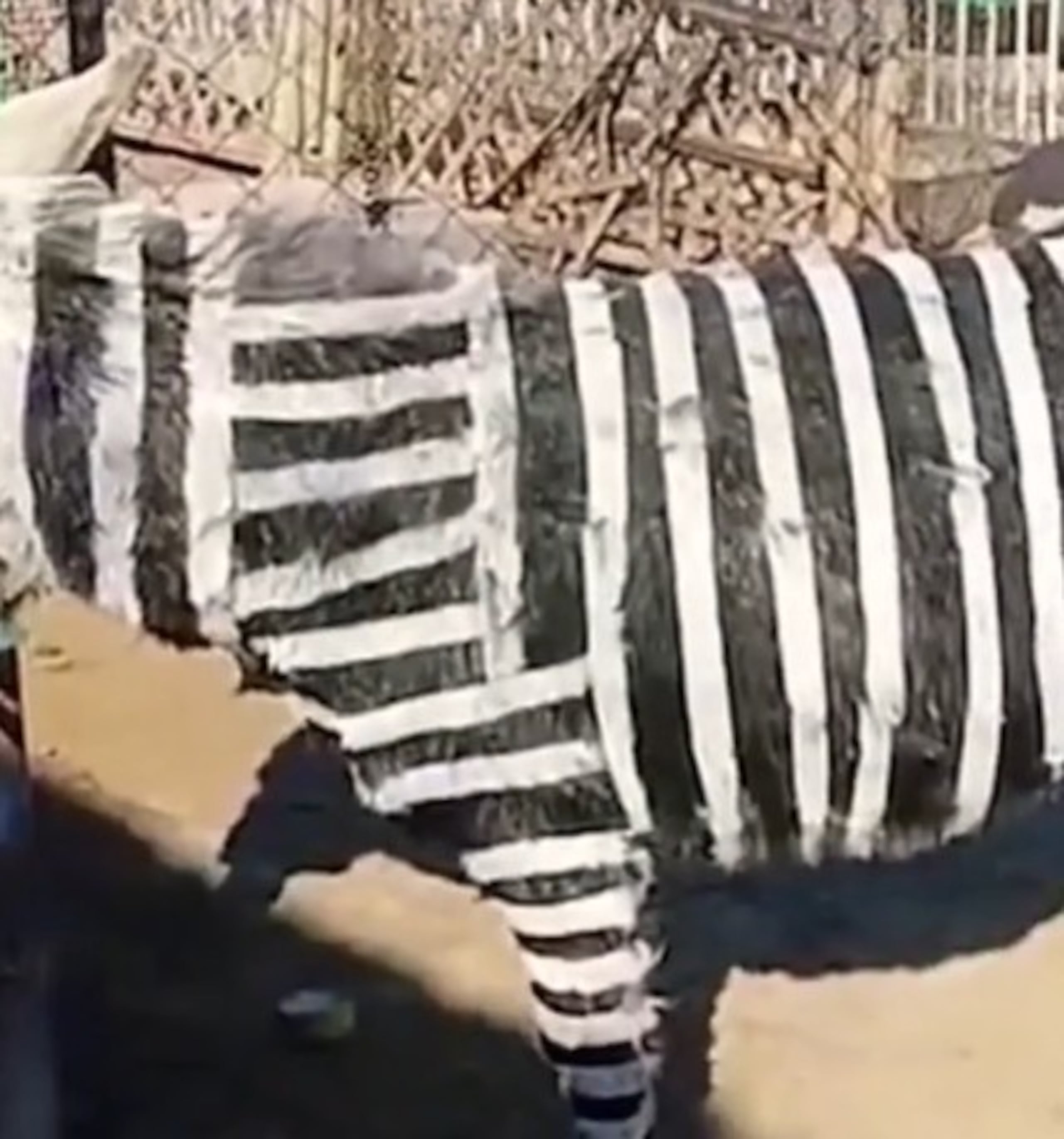Los hechos ocurrieron en el zoológico de Zibo City, de la provincia de Shandong, China, cuyos cuidadores aseguraron que la pintura utilizada no era tóxica para los animales.