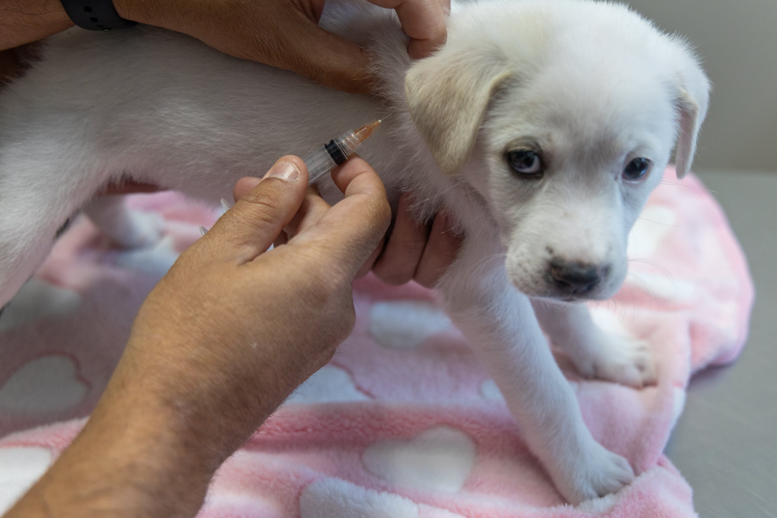 El tratamiento para los parásitos intestinales varía según el tipo de organismo diagnosticado, pero en general suele incluir desparasitantes orales o inyectables recetados por el médico veterinario.