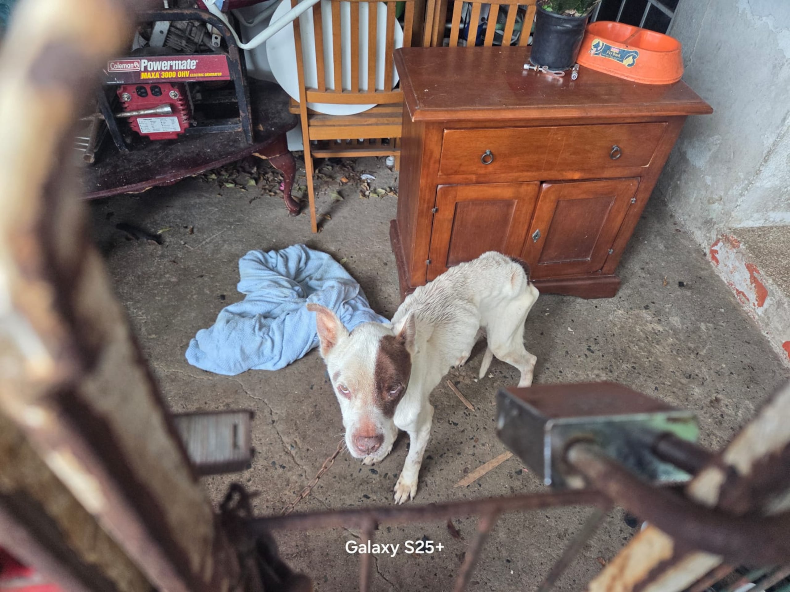 Caso de 16 perros encadenados y desnutridos que fueron rescatados de una residencia deshabitada en urbanización Santa Juanita en Bayamón.