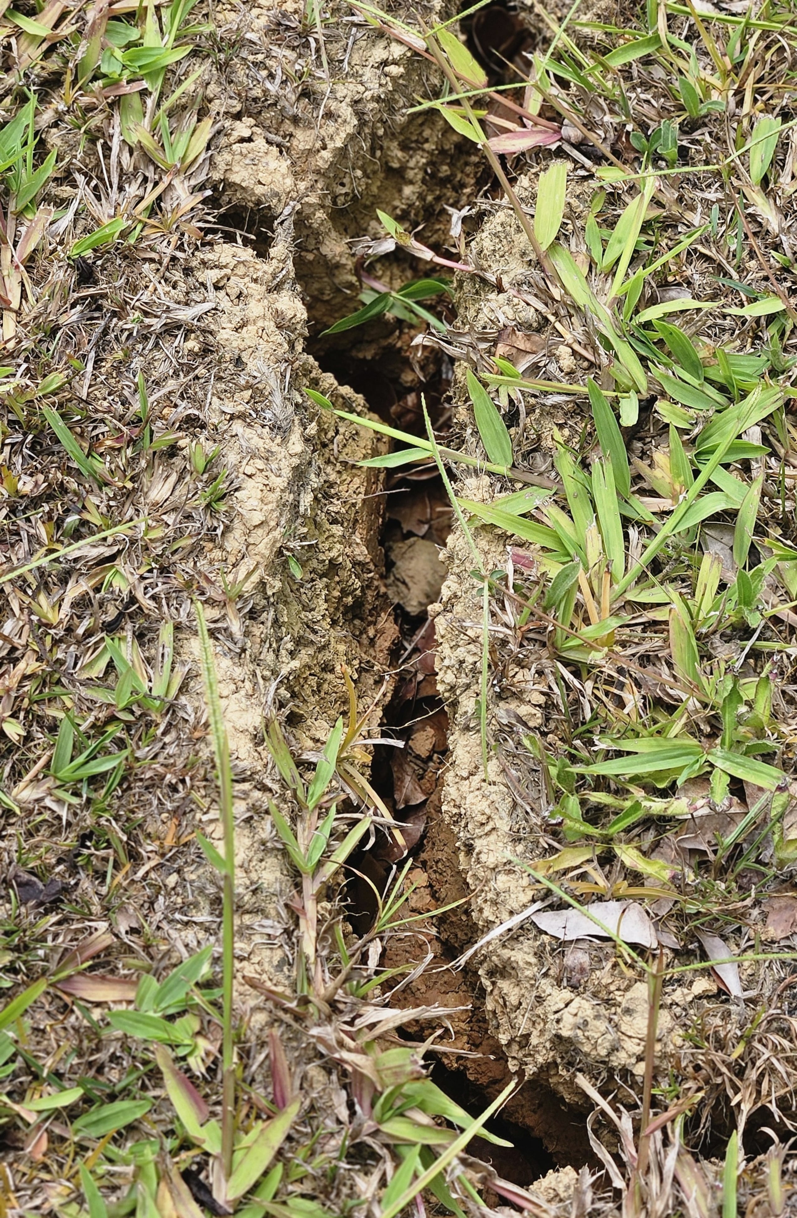 Grieta que apareció en una finca de café y cítricos en Adjuntas.