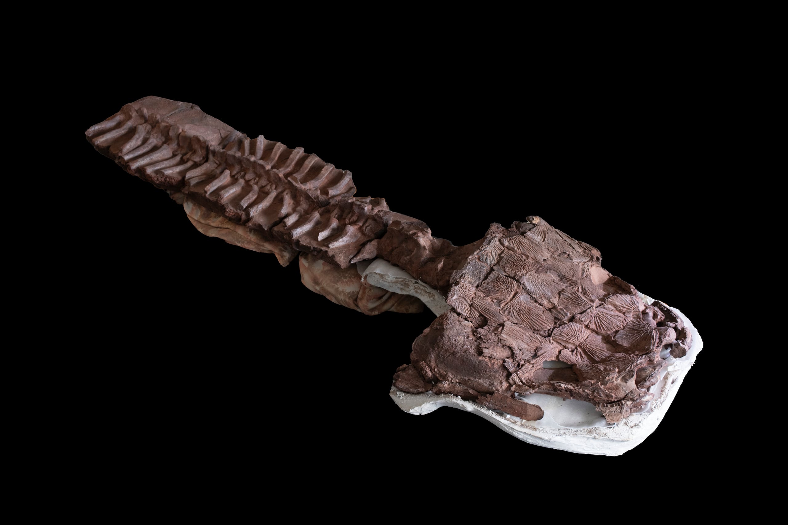 Los investigadores concluyen que "Gaiasia", existió previo a que los tetrápodos evolucionaran y se dividieran en mamíferos, aves, reptiles y anfibios.