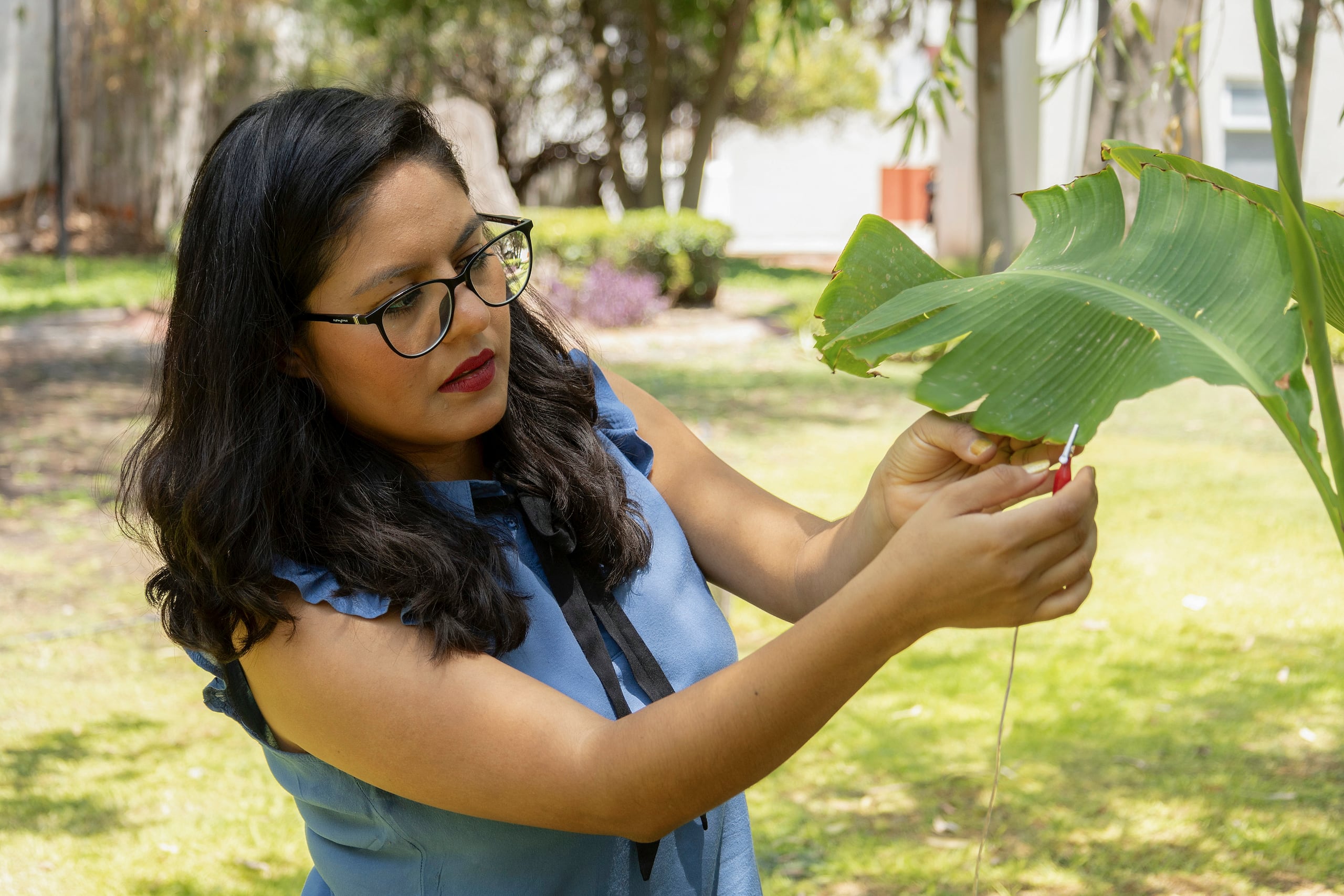 La científica mexicana Laura Xóchitl Cruz experimenta con unas plantas, el 21 de junio de 2024, en la ciudad de Querétaro (México). EFE/ Sergio Adrián Ángeles