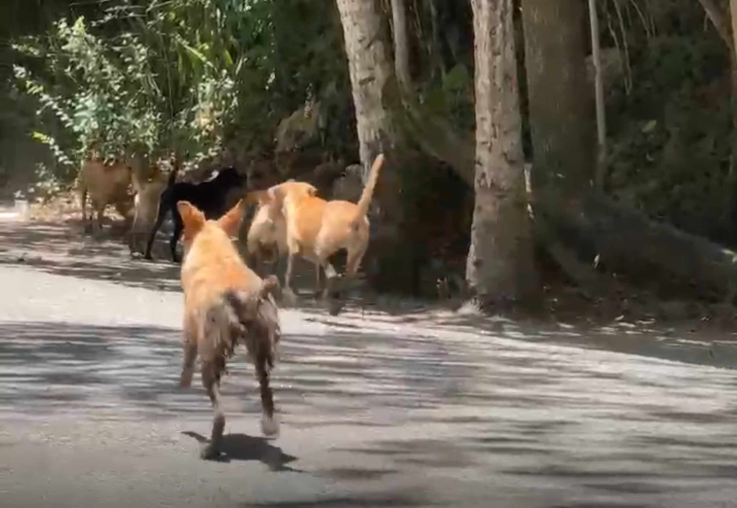 Perros abandonados en Isabela.