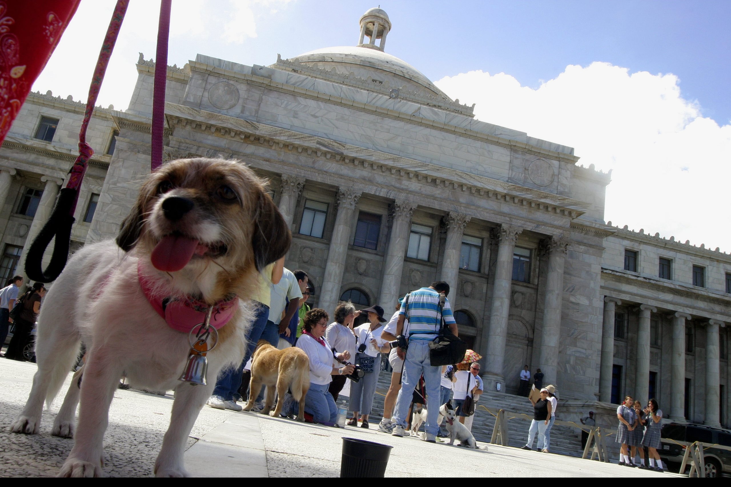 La legislación que protegió a los animales en los casos de violencia de género se aprobó el 18 de julio de 2022.