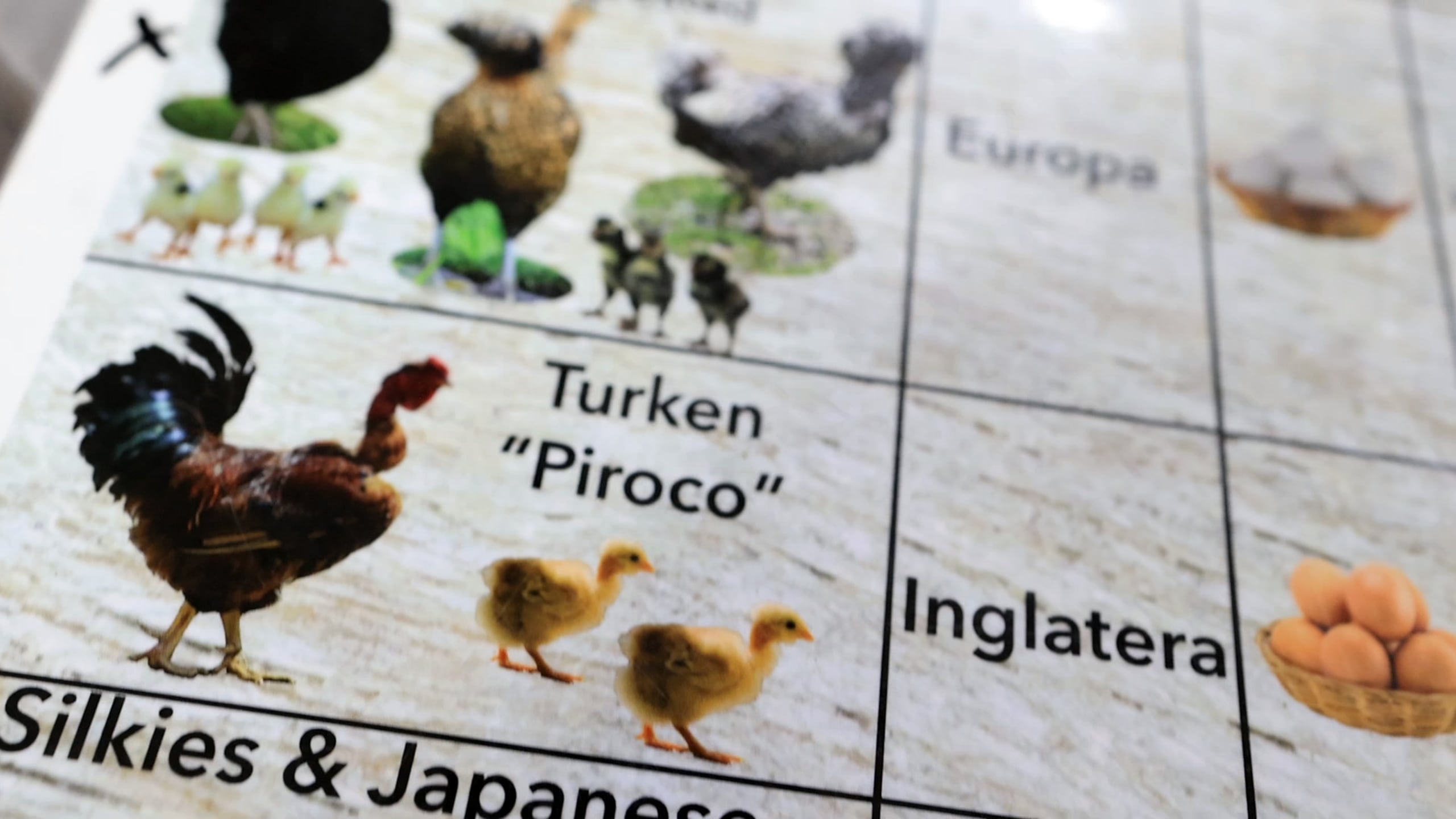 Existen diferentes razas de gallinas ponedoras.