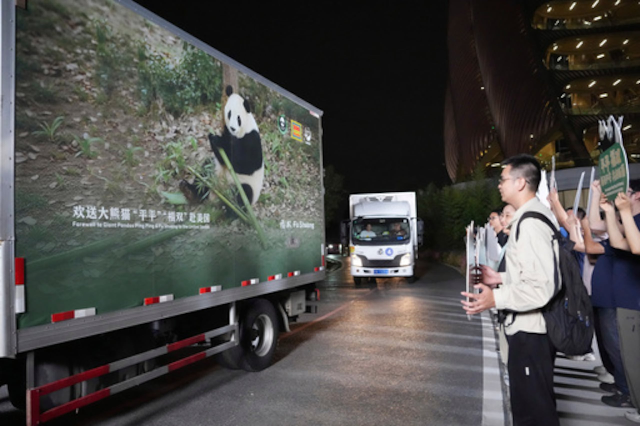 En esta imagen publicada por la agencia de noticias Xinhua, varios vehículos trasladan a una pareja de pandas gigantes, Ping Ping y Fu Shuang, desde la Base de Investigación y Cría de Pandas Gigantes de Chengdu, en el suroeste de la provincia china de Sichuan.