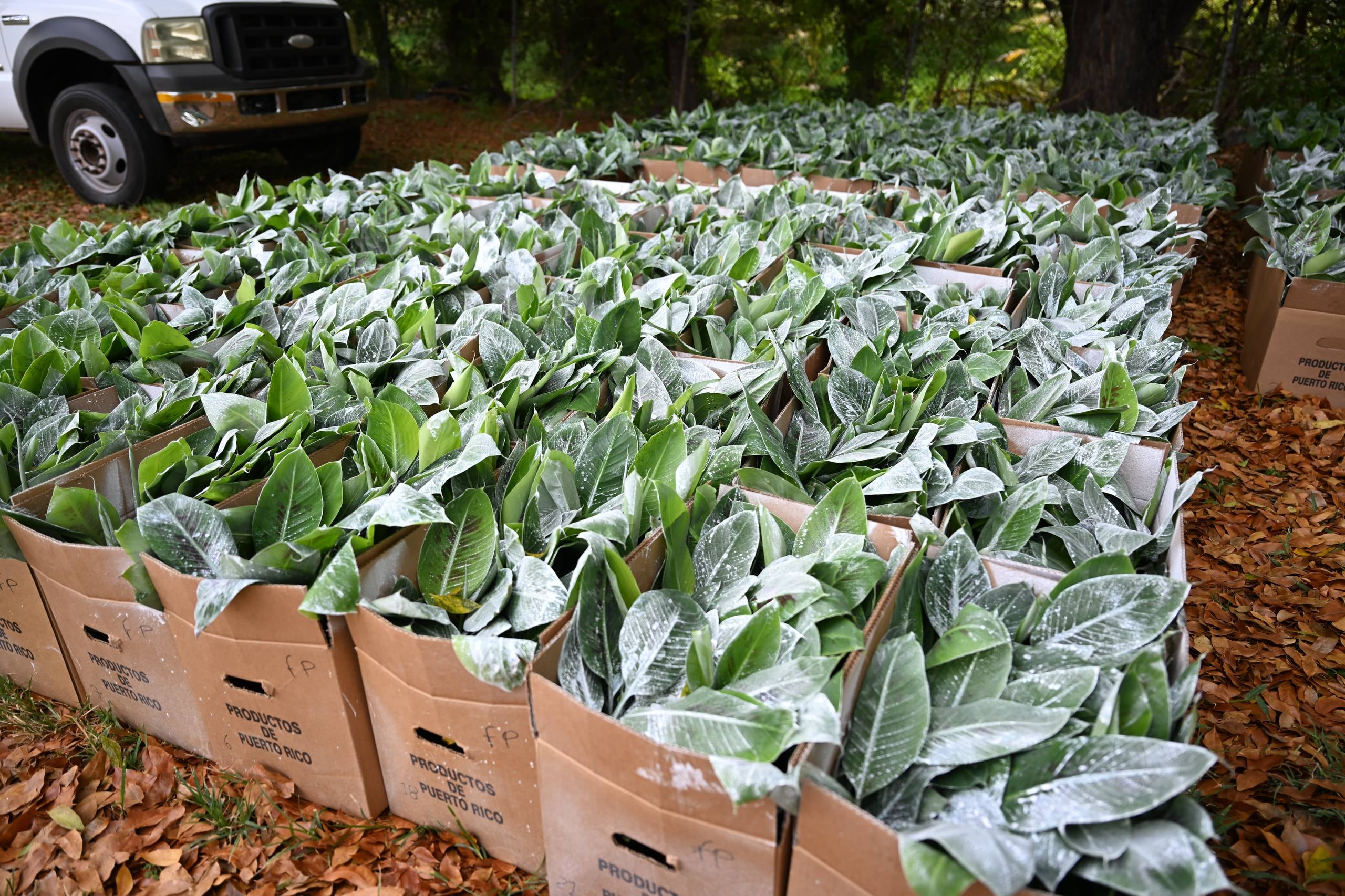 El Departamento de Agricultura comenzó este miércoles la repartición de semillas de plátano de una variedad resistente a plagas.