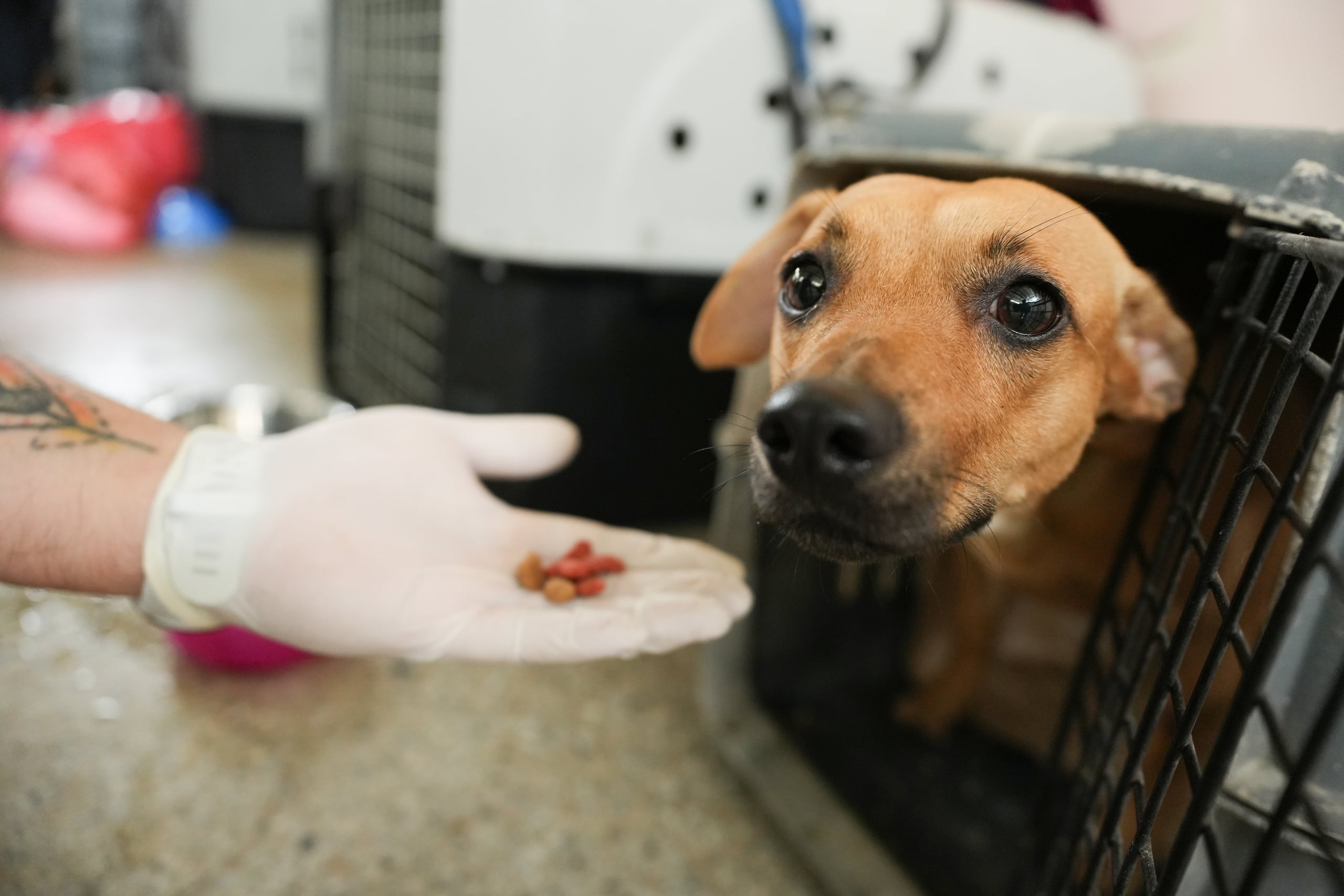 Un voluntario ofrece comida a un perro en el Centro de Bienestar Animal (CBA) este miércoles, en Cali (Colombia). (EFE/ Ernesto Guzmán)