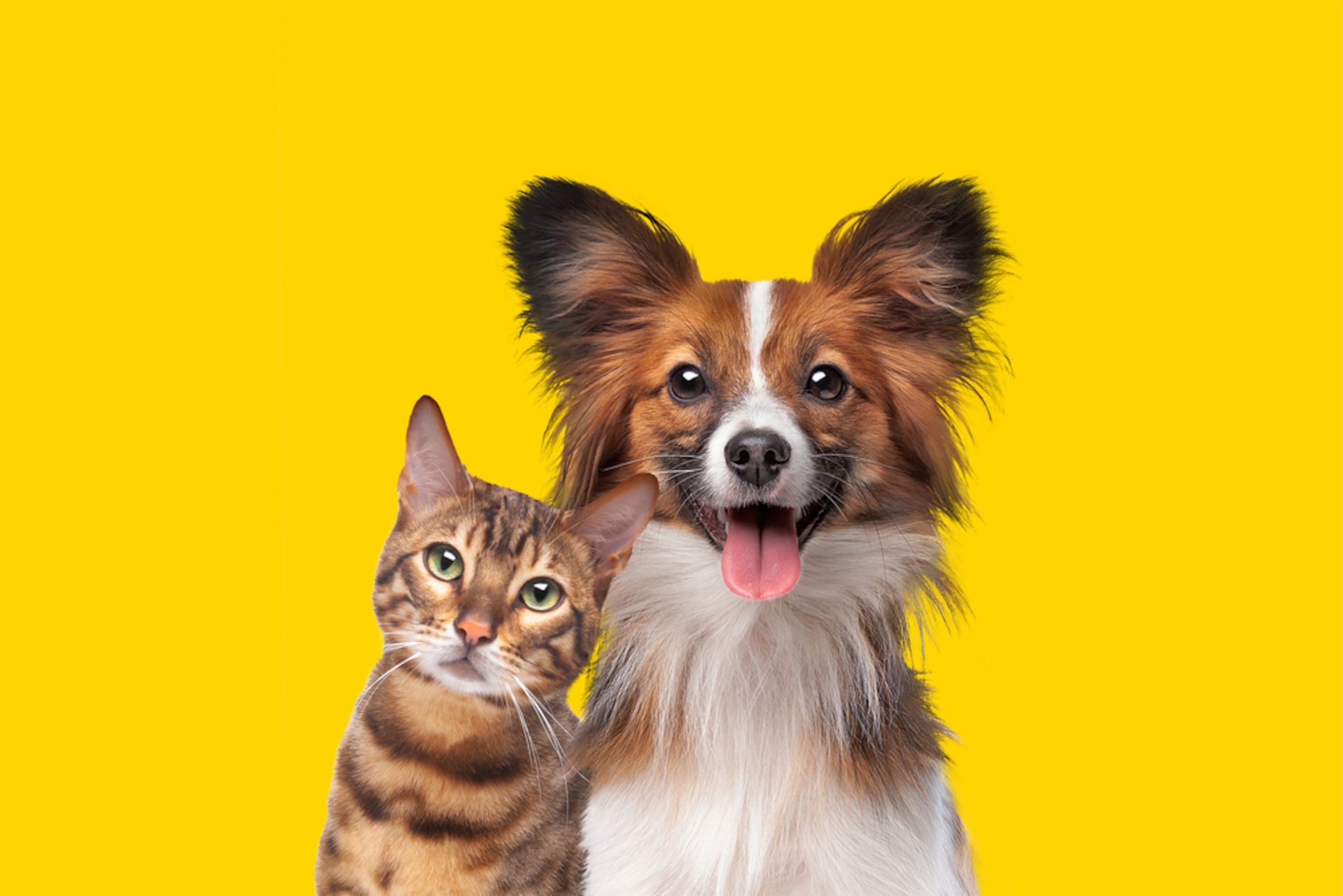 Para perros, habrá disponible vacunas contra la rabia, distemper, hepatitis, leptospirosis, parainfluenza y parvovirus. Mientras, para los gatos: rinotraqueitis viral felina, calicivirus felino, panleucopenia felina y virus de la rabia.