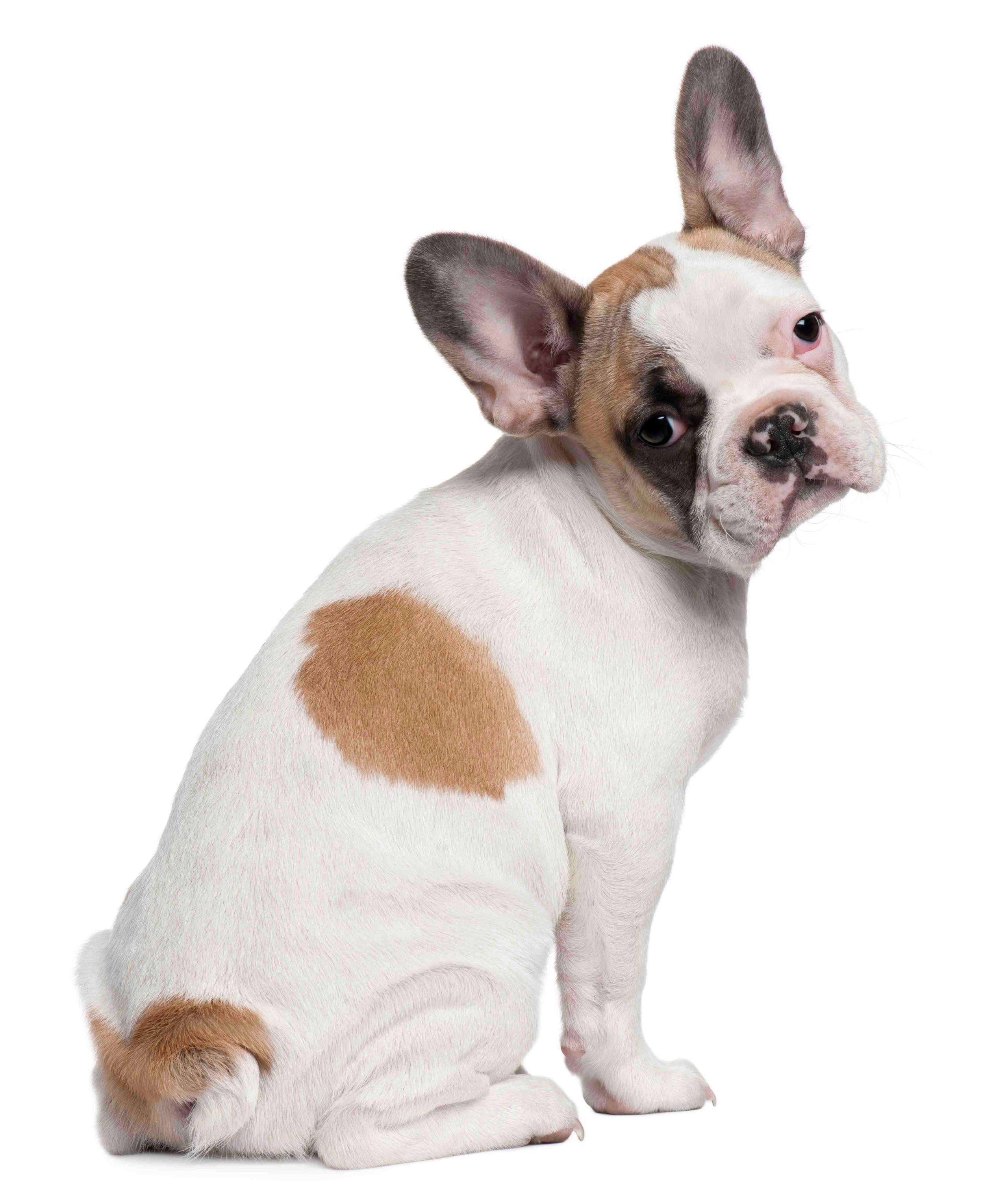 La querella indica que la mascota hurtada es de la raza French Bulldog. (GFR Media)