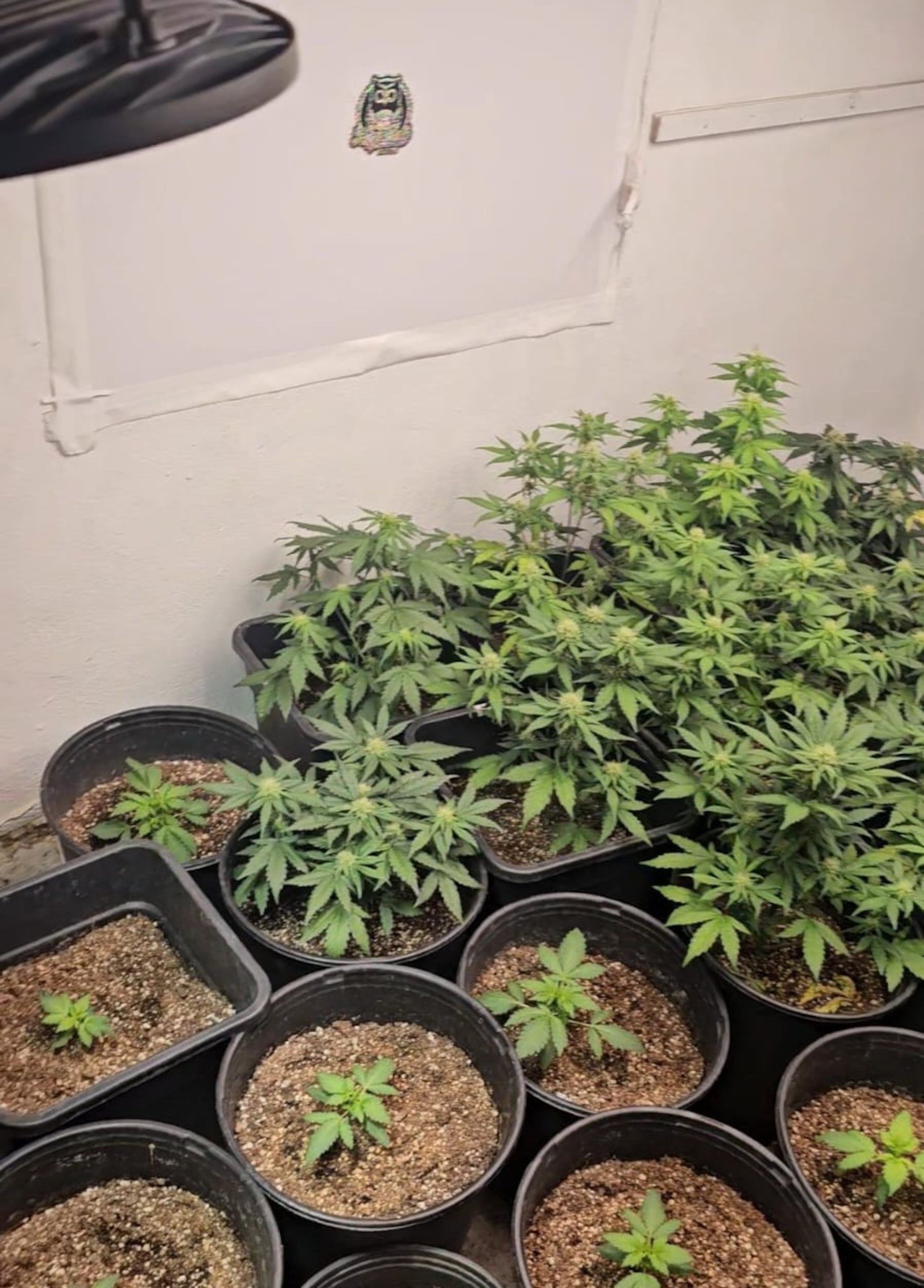 Imagen de invernadero de marihuana ocupado durante allanamiento en una residencia ubicada en la calle Jazmín de la urbanización Las Carolinas, en Caguas.