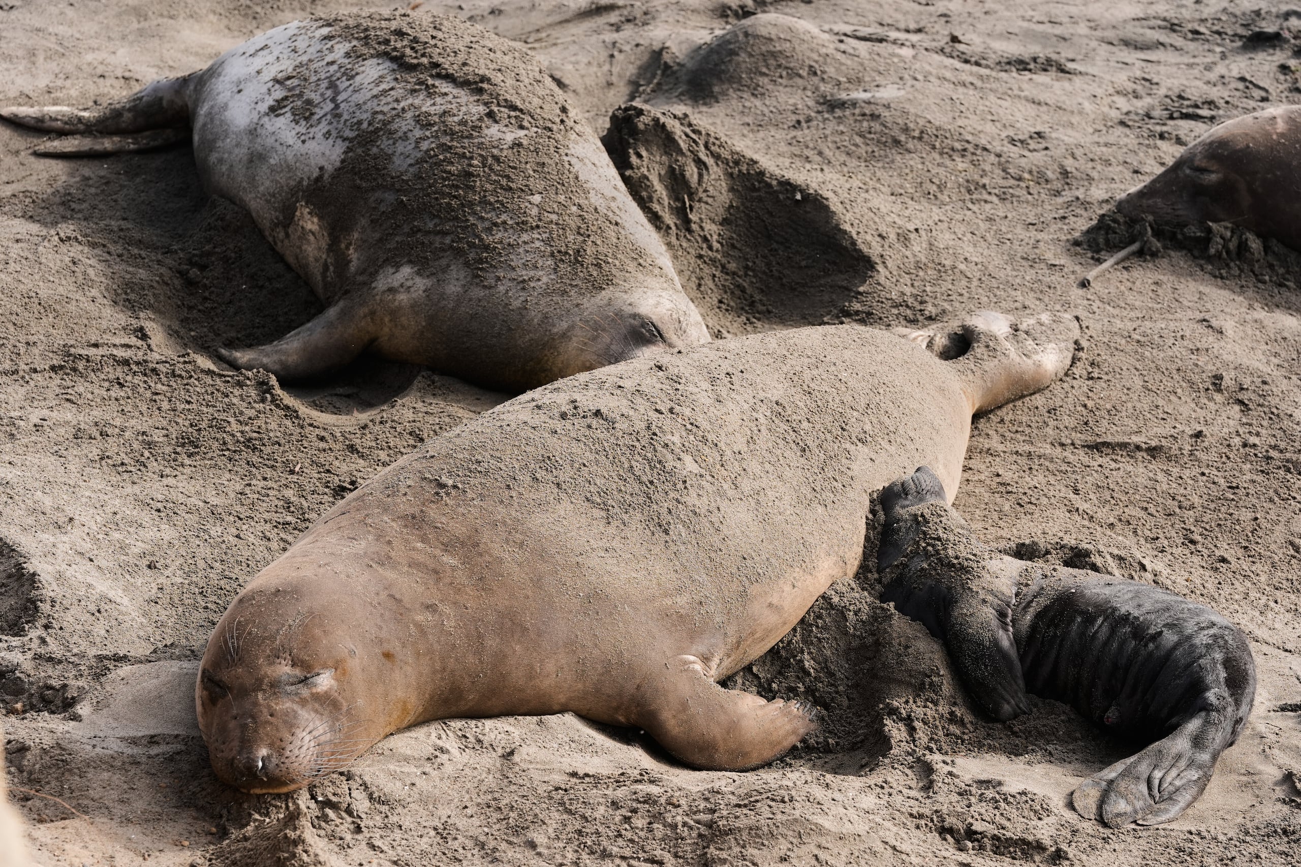 Una cría de elefante marino descansa junto a una hembra en una playa del Parque Estatal Año Nuevo, el viernes 16 de enero de 2026, en Pescadero, California. (AP Foto/Godofredo A. Vásquez, Archivo)