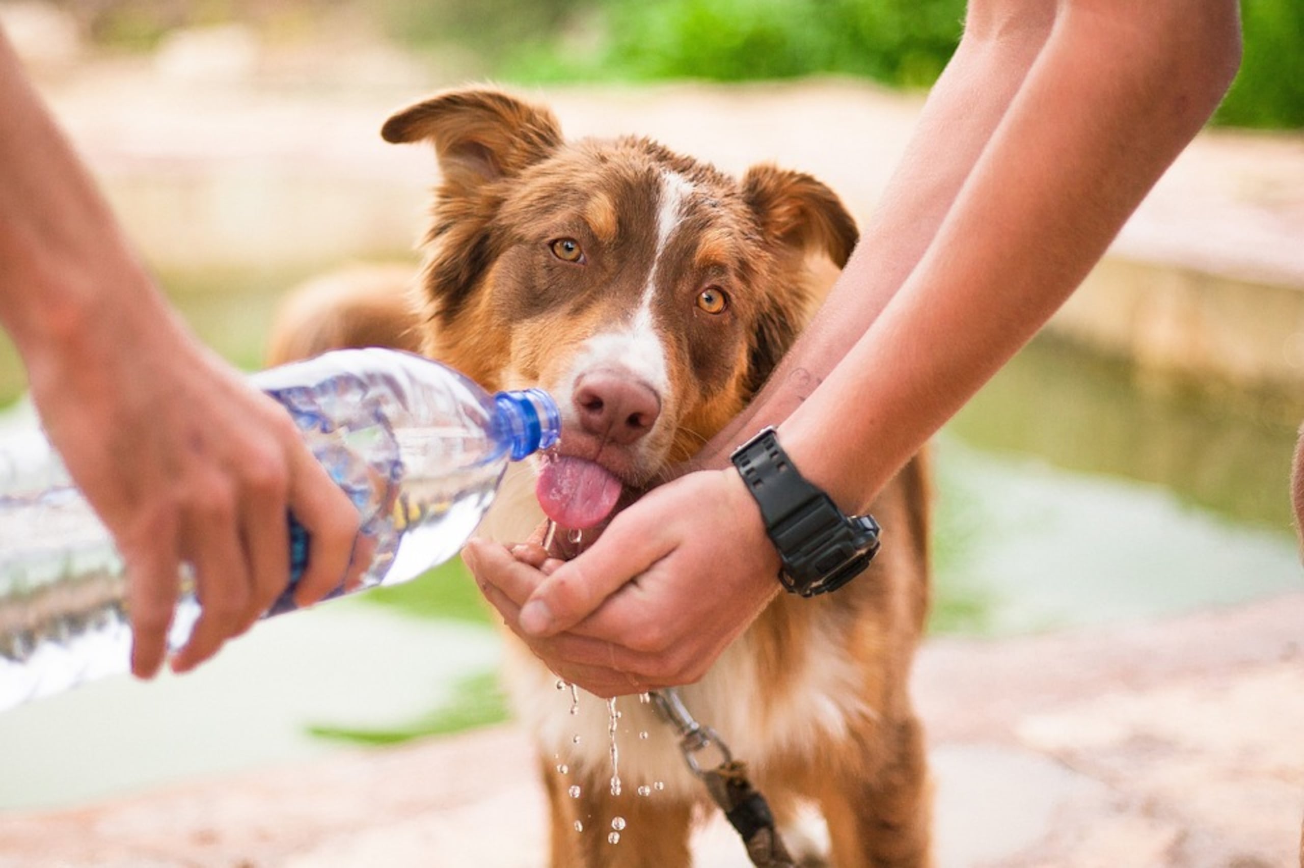 Refrescar e hidratar a tu mascota es muy importante en días de mucho calor debido a que no sudan como los seres humanos y su sistema de termorregulación es diferente
