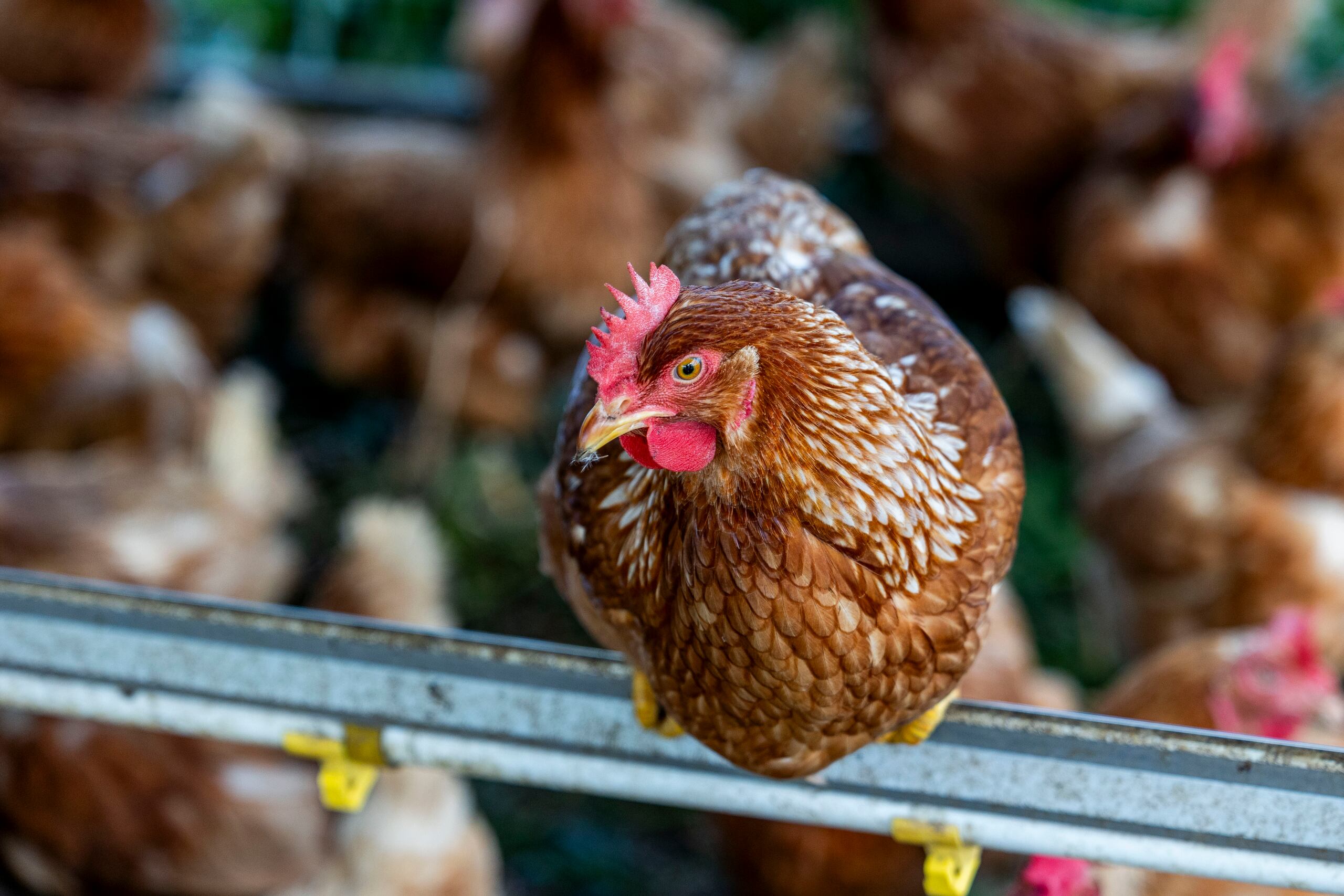 El Departamento de Salud informó que hubo que sacrificar todas las gallinas de la finca, mientras que ocho personas, entre ellas cinco empleados de la finca, tuvieron contacto con las aves infestadas.